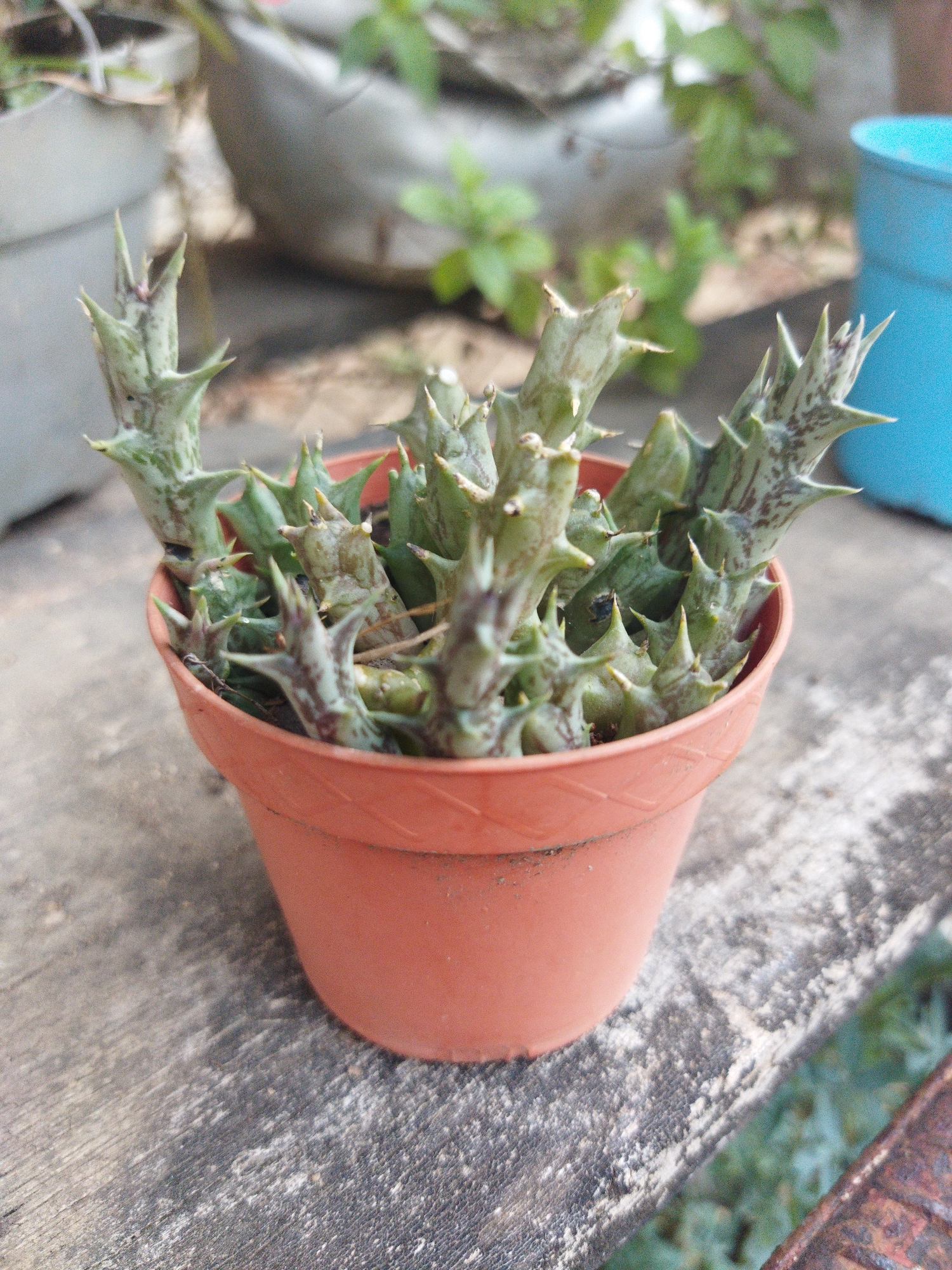 A small, multi-stemmed succulent plant, characterized by thick, green, spiny, star-shaped stems with irregular reddish-brown mottling, is centered in an orange-brown plastic pot. The pot rests on a weathered, coarse, dark grey concrete or wooden surface, exhibiting patches of white powdery residue. In the blurred background, other elements are visible: a lighter grey pot or container to the left, green foliage and stems of various plants, a bright blue cylindrical container on the far right, and a rusted, textured, brown metal object in the lower right corner. The scene depicts an outdoor garden or patio area within the city of Unknown, Unknown. No individuals are present, and no actions or interactions are occurring.