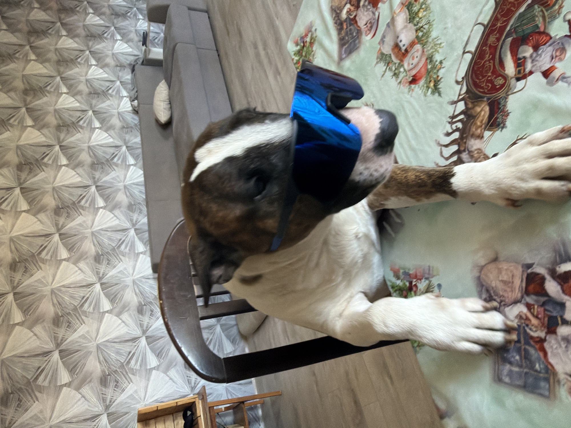 A dog with a blue mask is on a chair next to a table with a Christmas-themed tablecloth. The location is not specified within the image. The environment includes a couch, a rug, and a wooden floor.