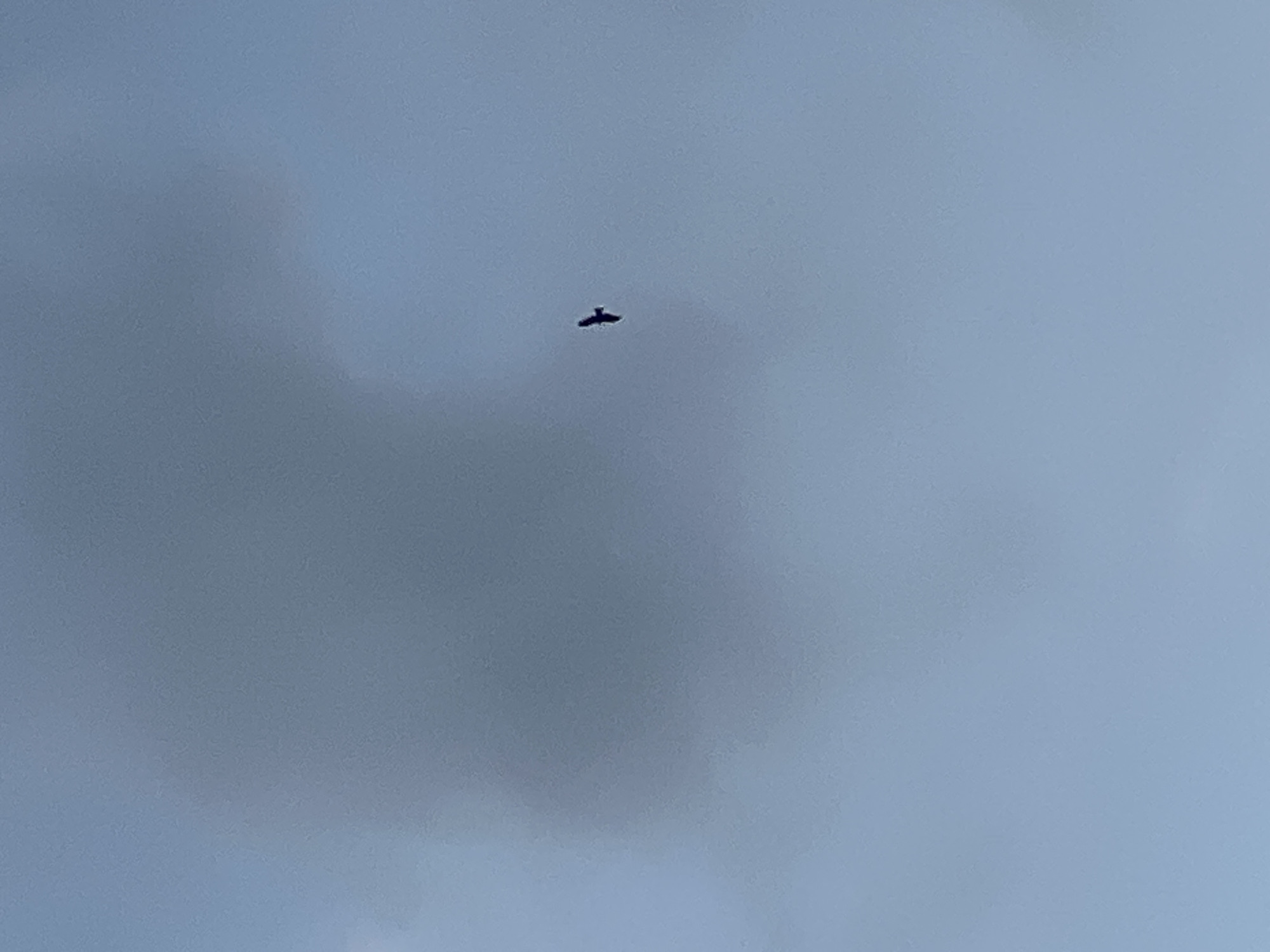 A solitary bird with dark plumage is captured in flight against a pale blue sky with wispy clouds. The bird is small in the frame, positioned to the right of the center, with its wings outstretched in a distinctive V-shape. The lighting suggests it is daytime. The image is taken from below, looking upwards at the bird against the sky. No specific location in the city of Mochishche, Russia is identifiable from the visual information.