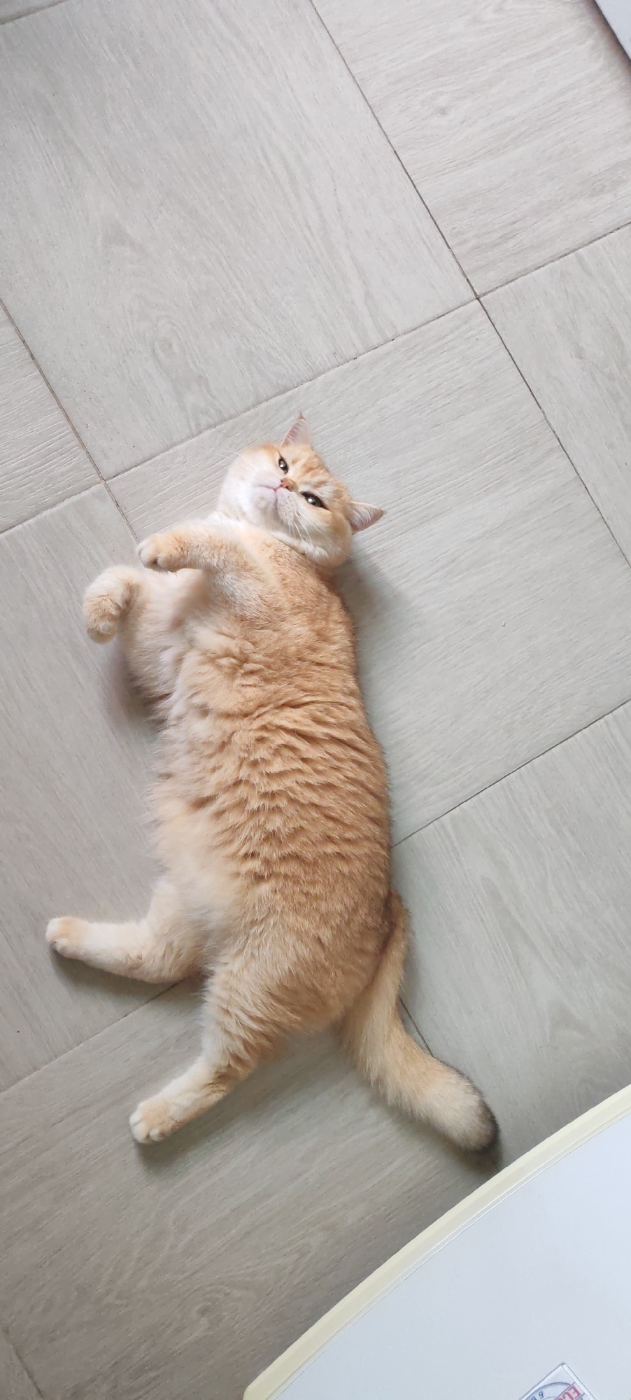 An orange tabby cat is lying on its back on a light-colored tiled floor. The cat's paws are in the air, and its body is relaxed. The cat is looking up at the camera with a slightly mischievous expression. The floor is clean and appears to be indoors. There is a white object with a yellow trim in the lower right corner of the image. There is no indication of the city of Kaluga, Russia.