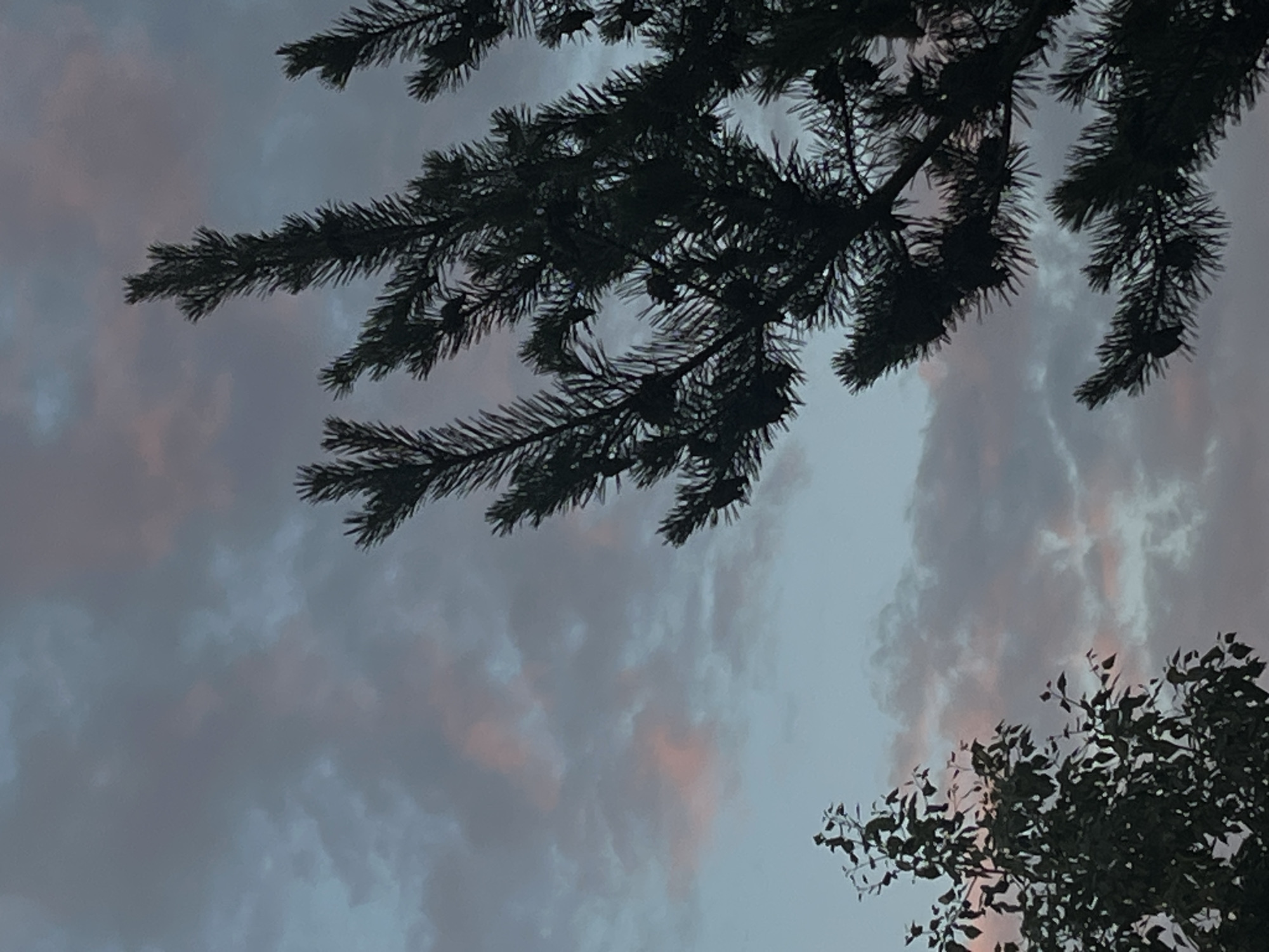 An image depicts a view of a cloudy sky with touches of pink and blue hues, indicative of either dawn or dusk. In the foreground, silhouetted against the sky, are the dark shapes of evergreen tree branches, some bearing pinecones, and the leaves of a deciduous tree. The scene appears to be outdoors, with no specific urban landmarks visible to pinpoint a city or precise location. The overall mood is tranquil and natural.