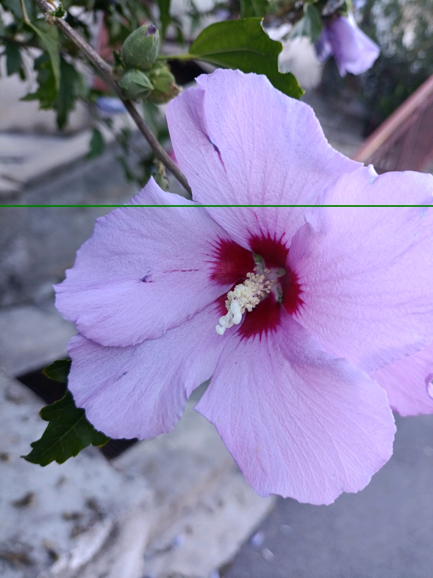 The image shows a close-up of a light purple hibiscus flower with a dark red center and a yellow stamen. The flower is in bloom, with its petals unfurled. In the background, there are green leaves and a branch with two unopened flower buds. The scene appears to be outdoors, possibly in a garden or park. The background is blurred, suggesting a shallow depth of field. The overall impression is one of natural beauty and tranquility. There is no visible indication of the city of Opatija, Croatia in the image.