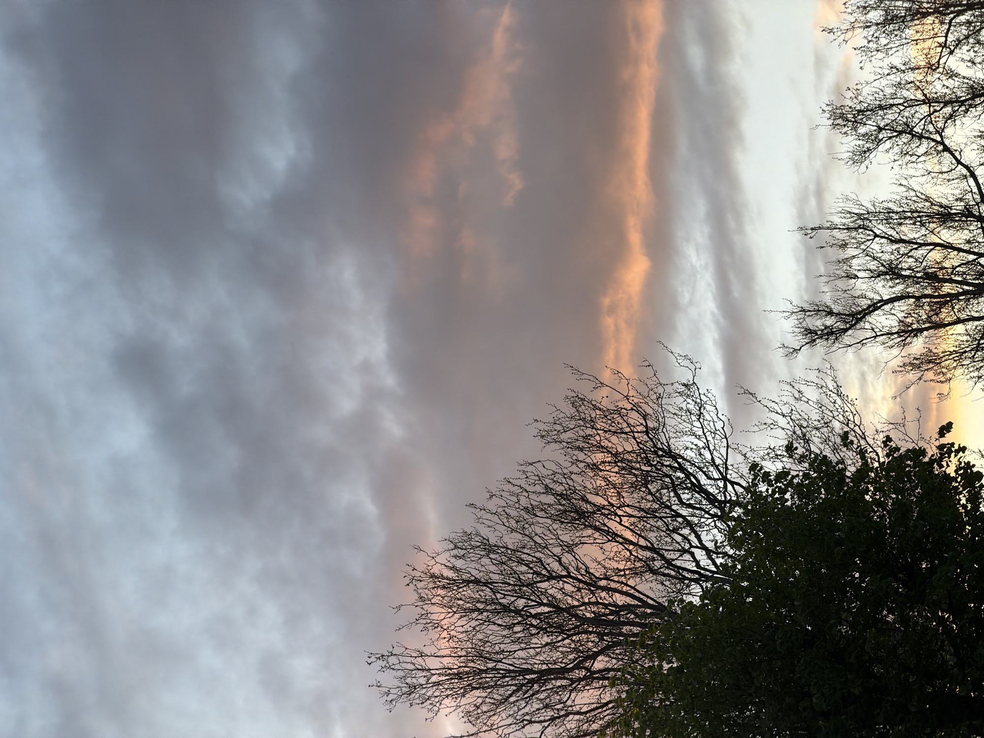 The image shows a sky at dusk with bands of gray and pale orange clouds. Silhouetted tree branches are visible in the lower right and upper right corners. Green foliage is visible at the bottom right of the frame. Location is not discernible based solely on the image.