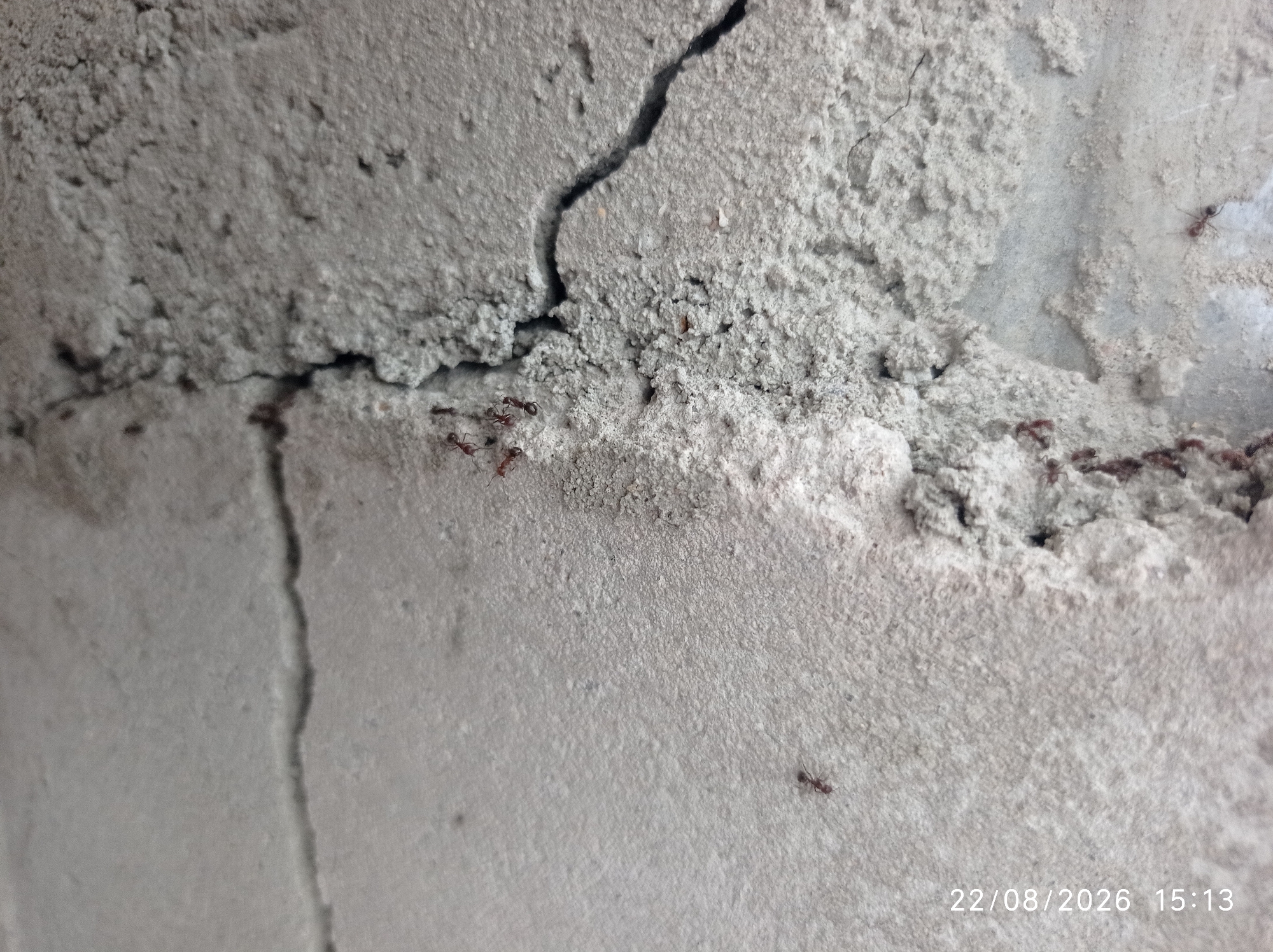 A close-up, high-angle shot shows a colony of red ants crawling on a cracked, rough concrete surface. The concrete is light gray and has an uneven texture, with visible pores and debris. A prominent crack runs diagonally across the upper half of the frame, widening as it moves towards the right. Several ants are clustered together near the crack, appearing to move in various directions. Other ants are scattered individually across the lower and right portions of the concrete. The lighting is even, highlighting the texture of the surface and the small details of the ants. The timestamp "22/08/2026 15:13" is visible in the lower right corner of the image. There are no people present, and the scene appears to be an outdoor or semi-outdoor location, possibly a wall or structure within a building or a public space. Based on the timestamp, the location is not Pangkalpinang, Indonesia, but rather a future date.
