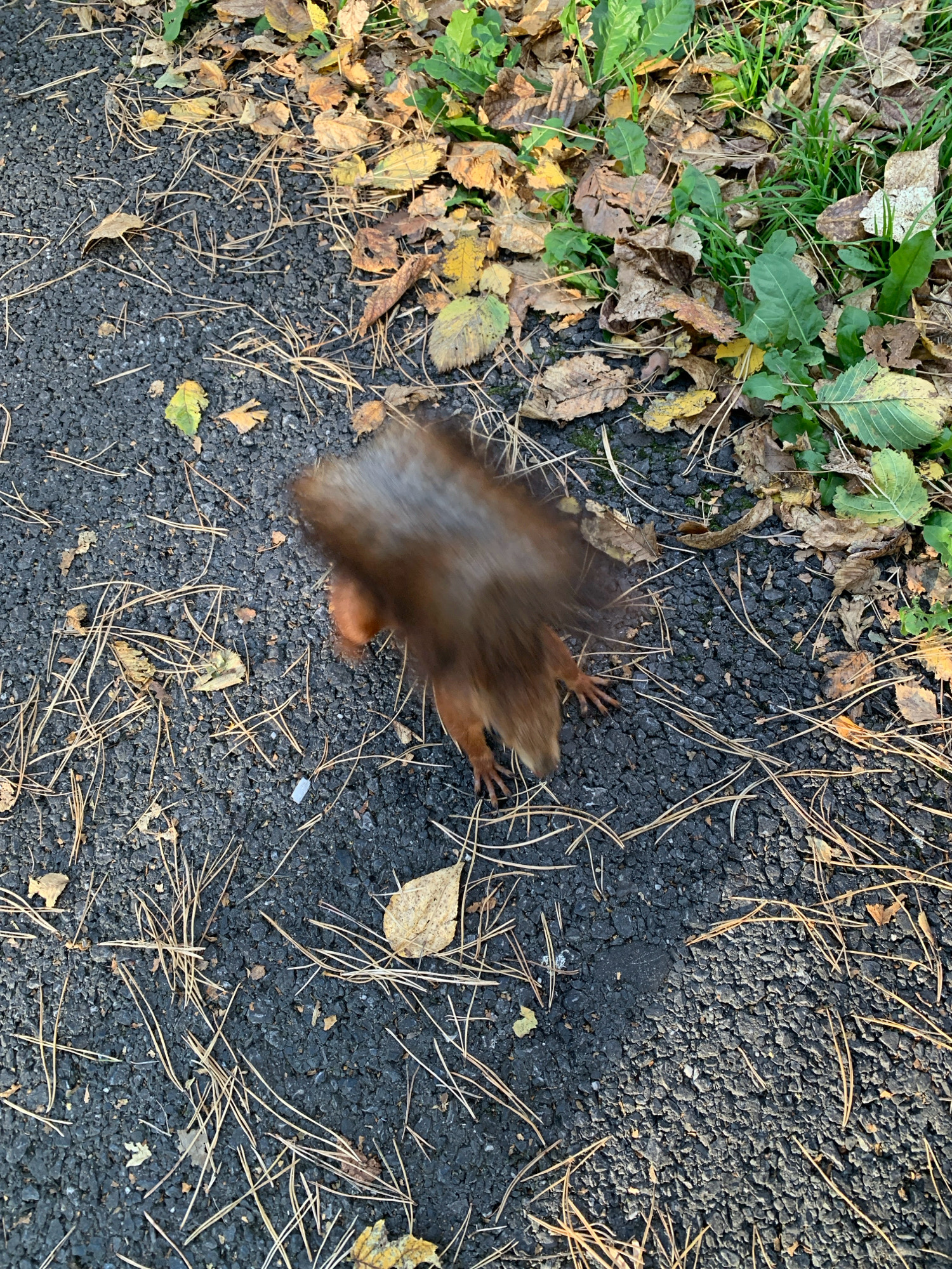 The image shows a squirrel on an asphalt surface. The squirrel is blurry due to motion, but its fur appears reddish-brown. It is facing towards the right side of the frame, with its tail extended. Scattered on the asphalt are dry leaves of various colors, including yellow, brown, and green, as well as pine needles. In the upper right corner, there is a patch of green grass and more fallen leaves. The scene appears to be outdoors, likely in a park or wooded area within the city of Prokopyevsk, Russia, given the presence of deciduous trees and pine trees, indicative of the local flora. There are no people or other animals visible in the frame. The lighting suggests it is daytime, possibly autumn, based on the fallen leaves.