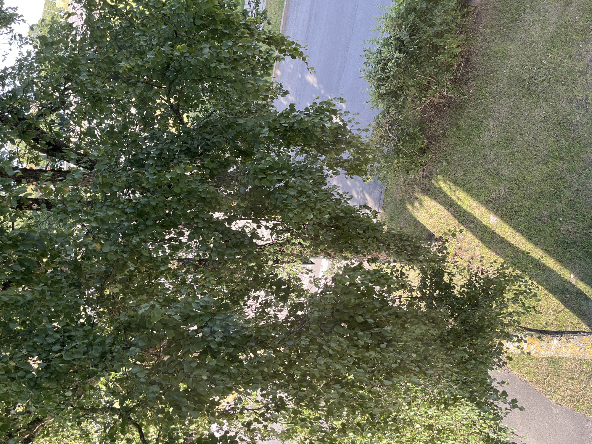 The image shows a view from a high vantage point looking down through the branches and leaves of a tree. The tree's canopy dominates the upper half of the frame, with dappled sunlight filtering through the green foliage. Below the tree, a paved road is visible, bordered by a strip of grass and then a dense hedge. Long, distinct shadows cast by the tree branches stretch across the grass and onto the road, indicating it is likely late afternoon or early morning. The environment appears to be an outdoor urban or suburban setting. No people or specific landmarks of Kohtla-Järve are identifiable within the frame.
