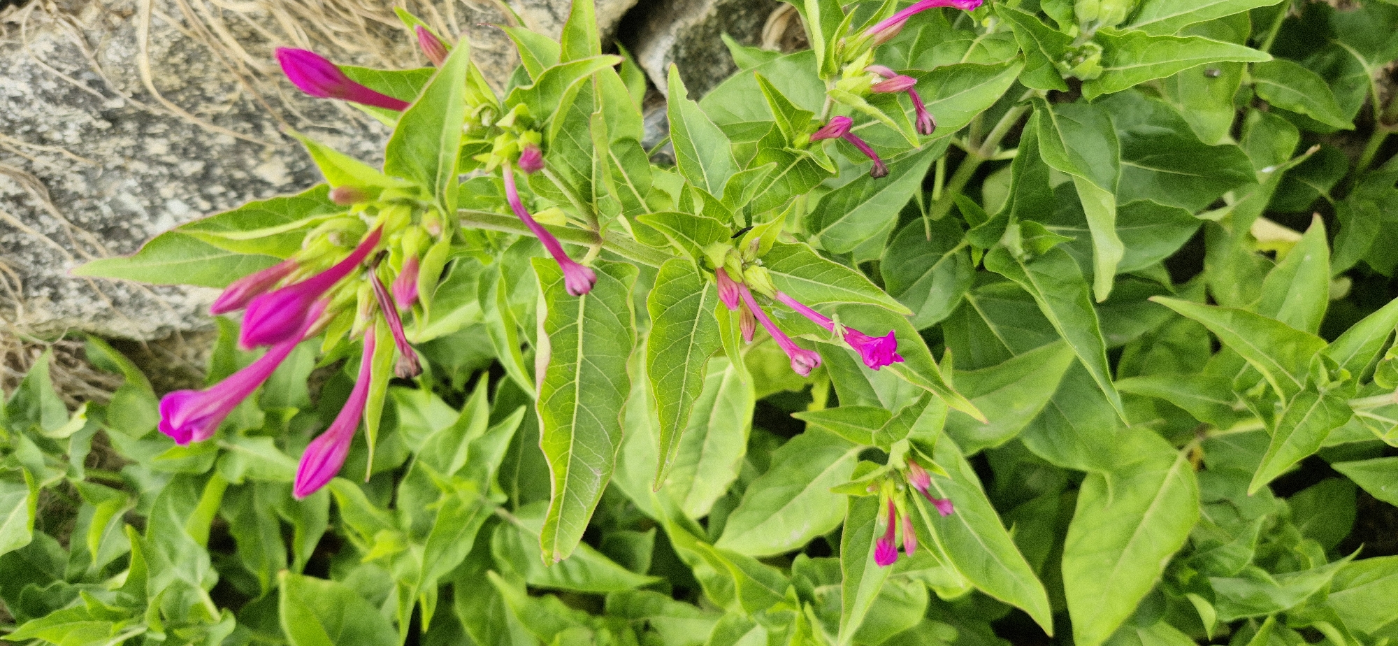 The image is a close-up, eye-level shot of several unopened, bright pink flowers with elongated buds on a plant with vibrant green leaves. The flowers are arranged in clusters and their tubular shape is clearly visible, with the petals tightly furled. Some of the buds are slightly unfurled, revealing the delicate inner structure. The leaves are broad and ovate with visible veins and a slightly serrated edge. In the upper right corner of the frame, a rough, greyish-brown textured surface, possibly a stone or concrete wall, is visible, providing a textural contrast to the soft foliage. The background is predominantly filled with the lush green leaves of the plant, creating a naturalistic and somewhat dense environment. The lighting appears to be soft and diffused, highlighting the color and form of the flowers and leaves without harsh shadows. The overall impression is one of natural beauty and vibrant growth. The image lacks any indication of human presence or specific urban context, making it impossible to determine a location within a city.