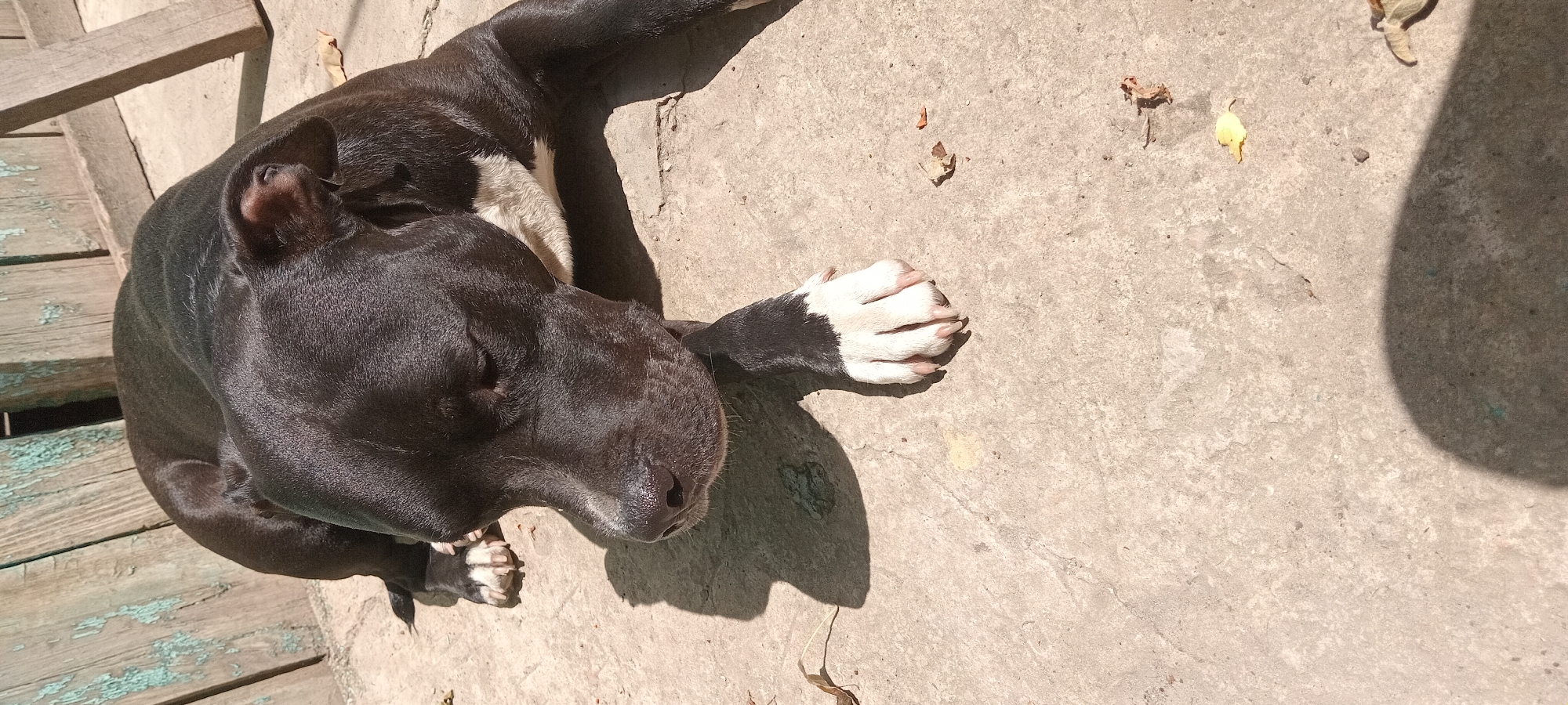 A black and white pit bull is lying on a concrete surface. The dog is mostly black with a white chest and white paws. The dog's eyes are closed, and its head is resting on its paws. The dog is in a yard with a wooden fence in the background. There are a few dead leaves scattered on the ground. The sun is shining, casting a shadow of the dog on the ground.