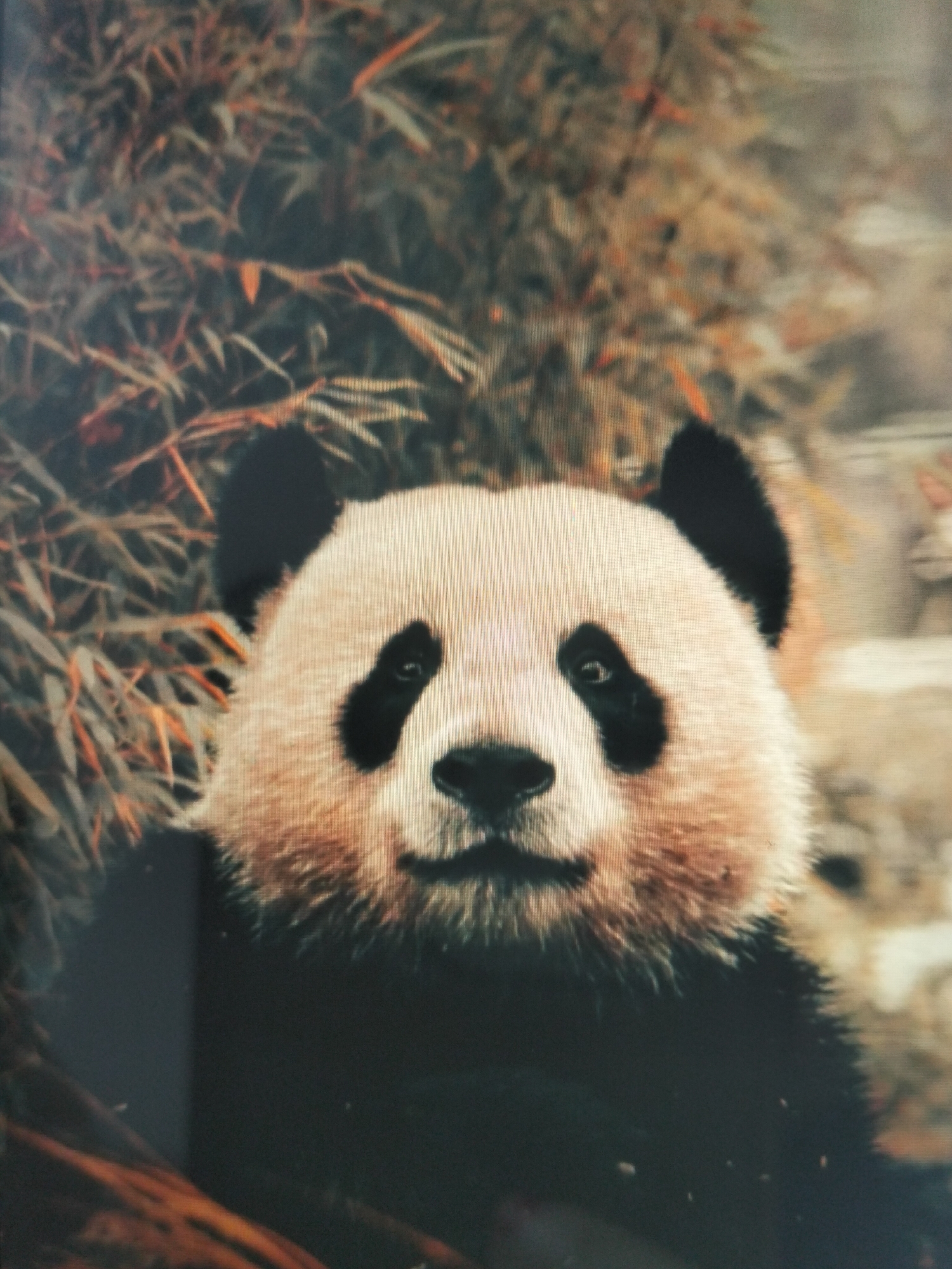 A close-up, head-on portrait shows a panda bear with white and tan fur, black eye patches, and black ears. The panda is centered in the frame, with its face filling the majority of the image. Behind the panda, the background consists of blurred foliage, appearing to be bamboo, in muted tones of brown, orange, and green. The overall lighting is soft, with some areas of the panda's fur appearing illuminated. The image is a photograph, possibly framed, with a dark border visible along the bottom edge. The scene is not located in the city of Payagaboh, Indonesia.