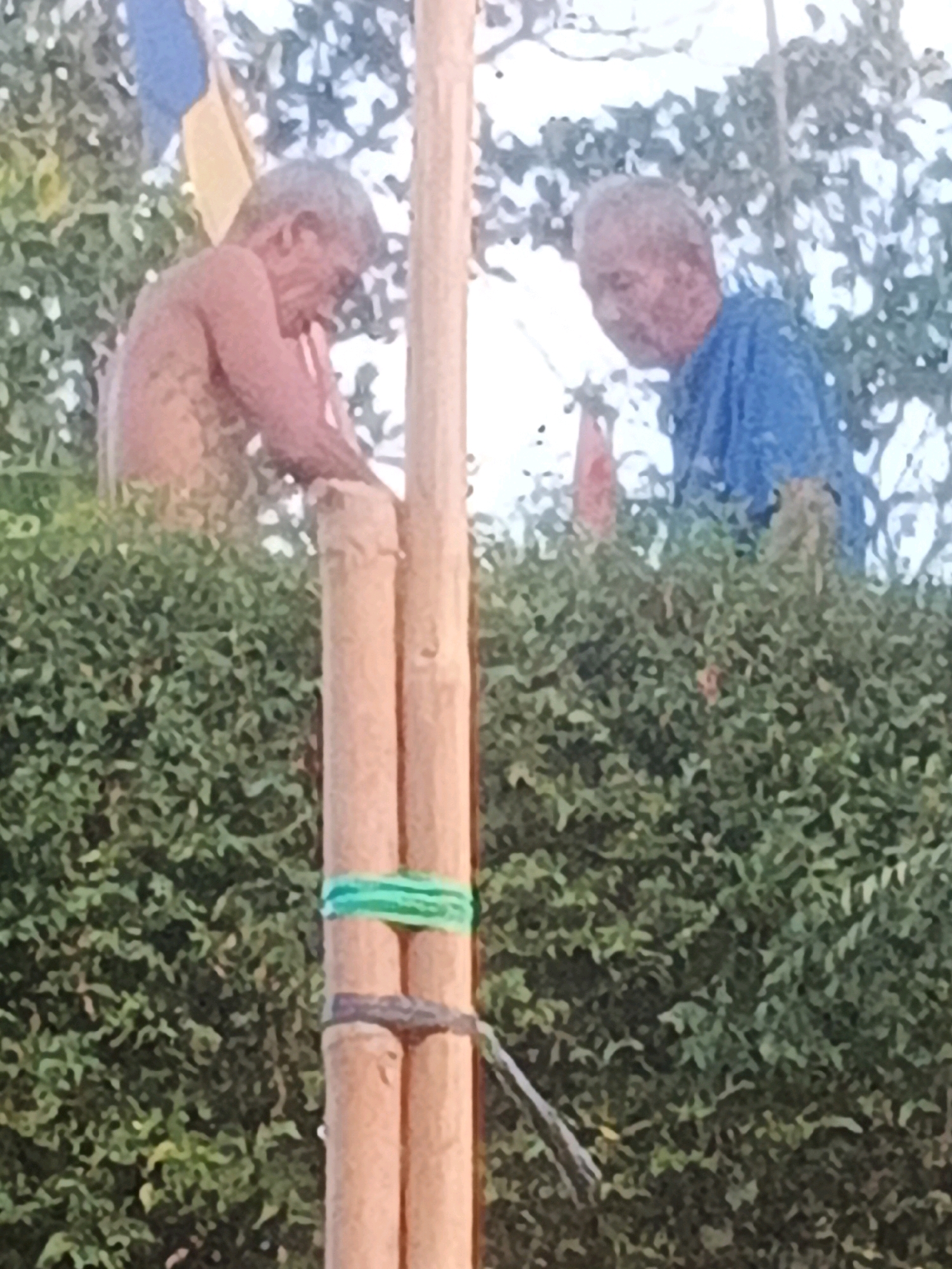 Two elderly men are partially visible behind dense green foliage. The man on the left is shirtless and appears to be bending over. The man on the right is wearing a blue shirt. Between them and slightly in front, several vertical bamboo poles are bound together with green and dark straps. The scene is outdoors, with a bright, washed-out sky visible in the background, suggesting it is daytime. The image quality is poor, with significant blurring and pixilation. The location in Keji, Indonesia, is not visually evident from the image.