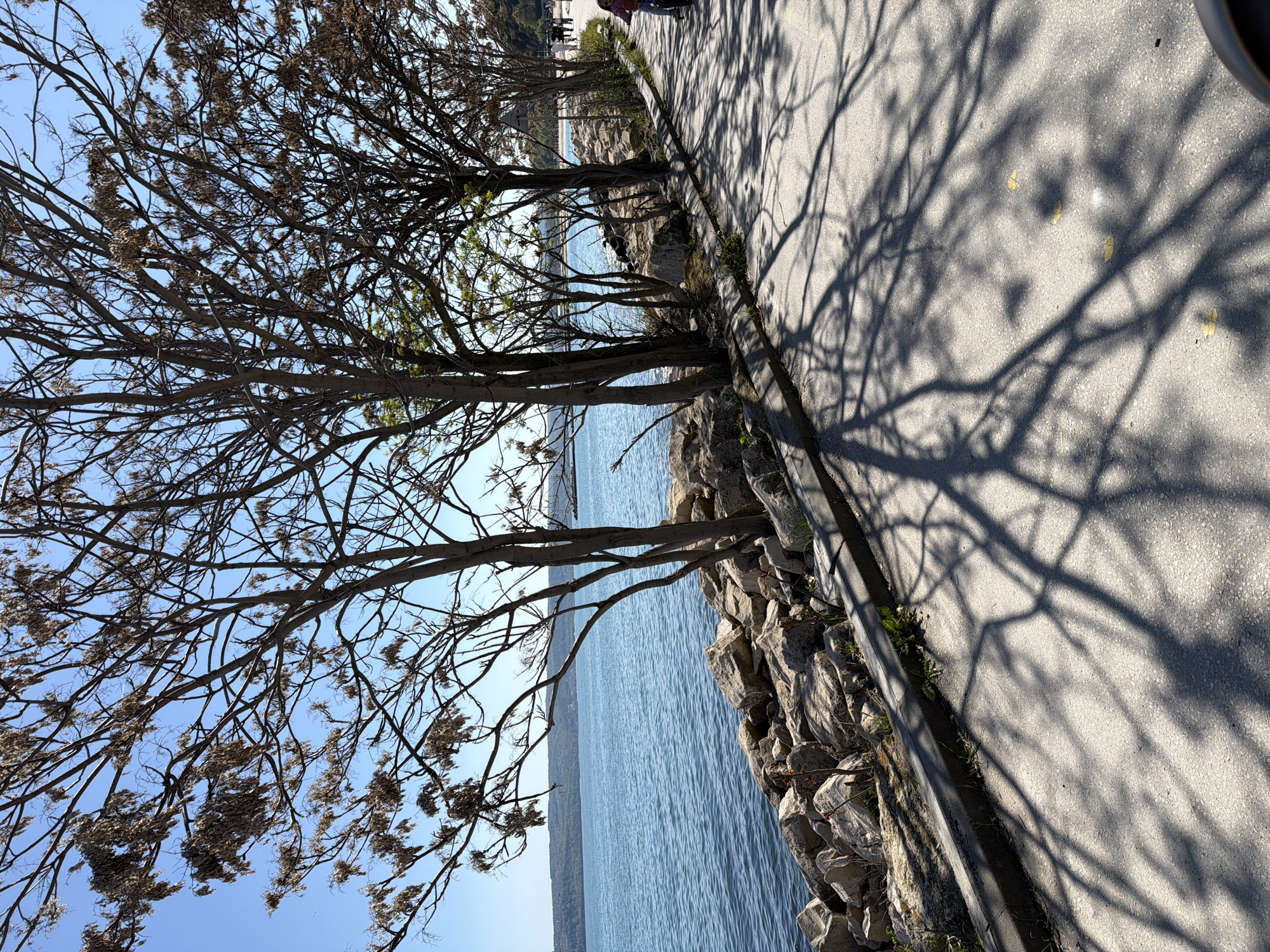 The image shows a promenade along the Black Sea in Varna, Bulgaria. The camera faces down the promenade, capturing trees that grow alongside the path. The trees cast shadows on the concrete walkway. The sea is visible beyond the trees. The walkway is bordered by a stone retaining wall. In the distance, figures can be seen walking along the promenade. The sky is light blue.