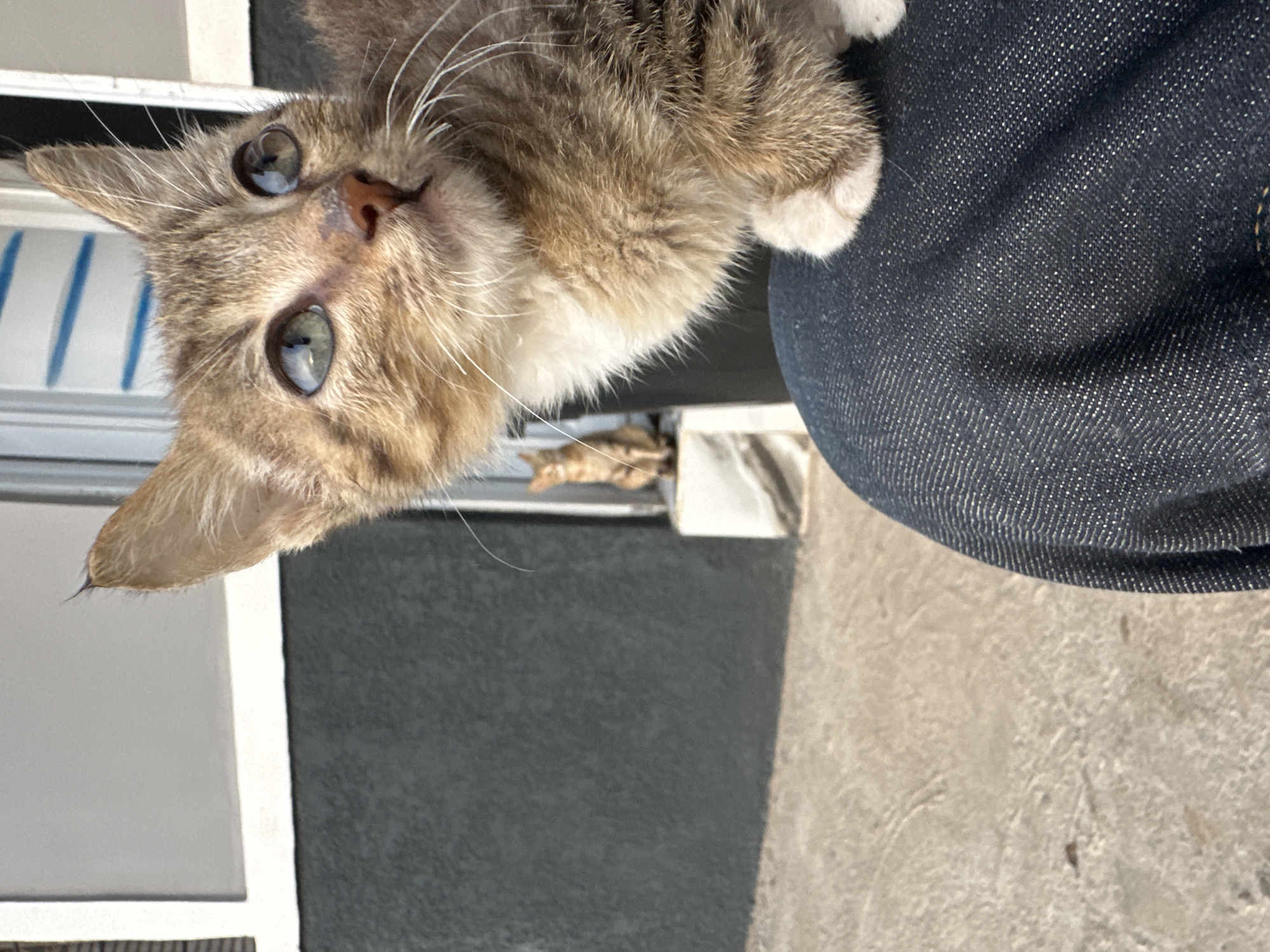 An upside-down close-up photograph, taken outdoors in Jos, Nigeria, captures a striking tabby cat with prominent features. The cat, appearing to be held or resting on a person's lap, occupies the left and central portion of the frame. It has light brown and grey striped fur with white markings on its chest and white paws. Its large, round eyes, a distinctive greenish-blue hue, are wide open and directly focused on the viewer, conveying an alert, curious, and perhaps playful expression. A pinkish-brown nose and long, white whiskers are clearly visible. Its left ear is perked up, and a white front paw rests on a dark blue, denim-like fabric, likely part of clothing.
In the blurred background, another smaller, light brown or ginger cat is partially visible, peering from behind a white structure. The wider background includes a white window or door frame with blue horizontal stripes, and a dark grey wall or surface. The lower right quadrant of the image shows a light grey or beige concrete or paved ground. The scene is illuminated by bright natural light, suggesting clear daytime weather. There is no visible text in the image.