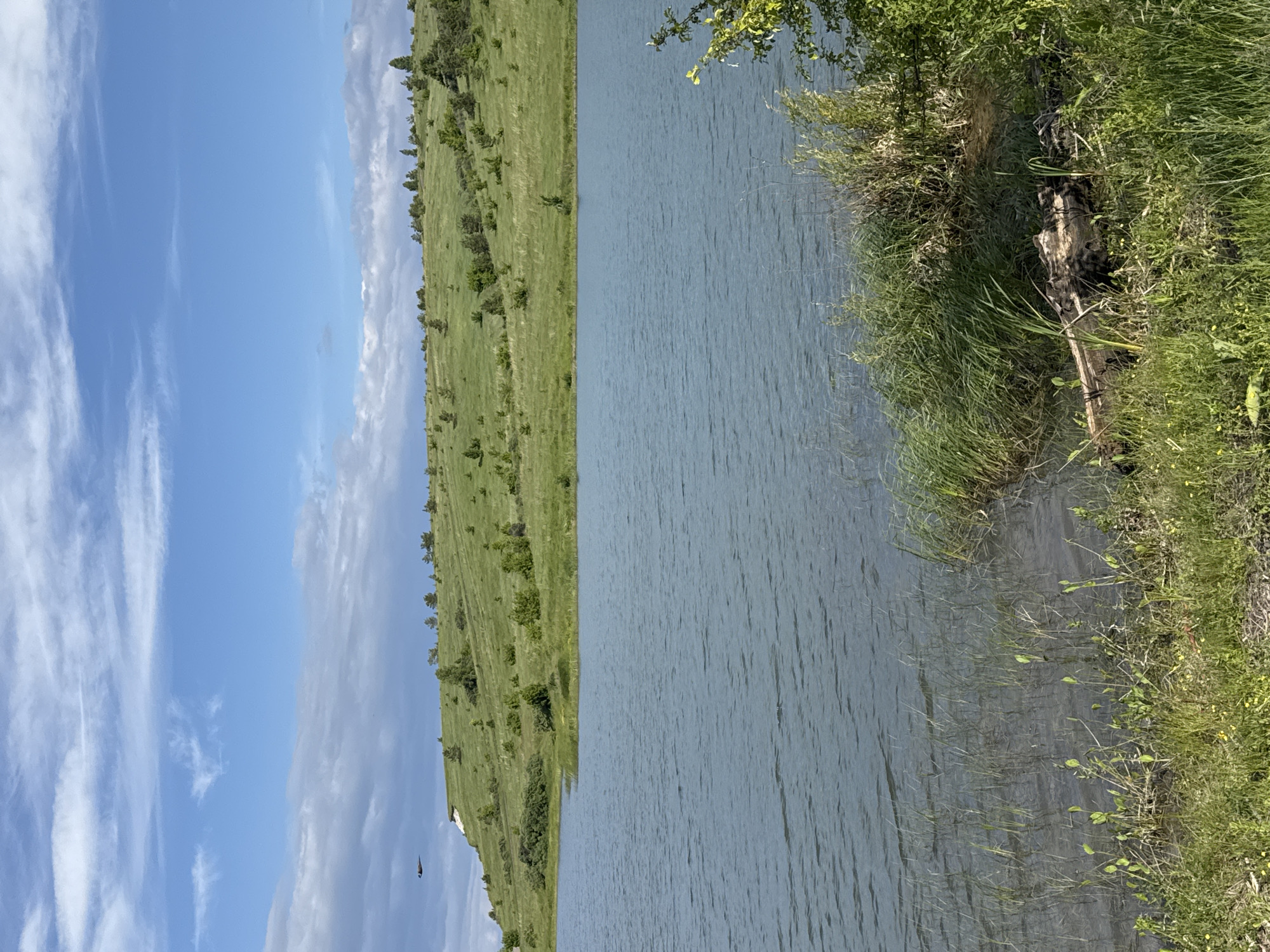 This forensic description details a landscape photograph captured in Unknown, Unknown, under natural light during daytime.
The scene features a body of water in the midground and foreground, with a prominent grassy hill rising in the background beneath a partly cloudy sky. The sky, occupying the upper third of the image, displays clear blue patches interspersed with scattered white and light gray stratocumulus and cirrus clouds.
In the background, a gently undulating green hill is covered predominantly by short, vibrant green grass. Numerous small, dark green bushes and trees are scattered across the hillside, appearing more concentrated near the crest. A lighter, almost white, patch of ground or rock is visible on the upper left slope of the hill, near its edge. Directly above this section of the hill, in the upper-left sky, a dark, elongated object is visible in flight, appearing against the lighter sky.
The midground is dominated by a relatively calm body of water, likely a lake or large pond, exhibiting small ripples on its surface, indicative of a light breeze. The water color is a muted blue-gray.
The immediate foreground reveals the shoreline. On the left side, sparse, thin blades of green grass emerge from the shallow water. Towards the right side, the shoreline features denser, taller green reeds and bushes, some extending into the water. A dark, weathered log or piece of driftwood is positioned at the water's edge on the lower right, partially submerged and surrounded by grass and reeds. Small yellow flowering plants are visible in the grass along the bottom edge of the frame. No individuals or structures of human origin are distinctly identifiable apart from the distant white patch on the hill and the flying object.