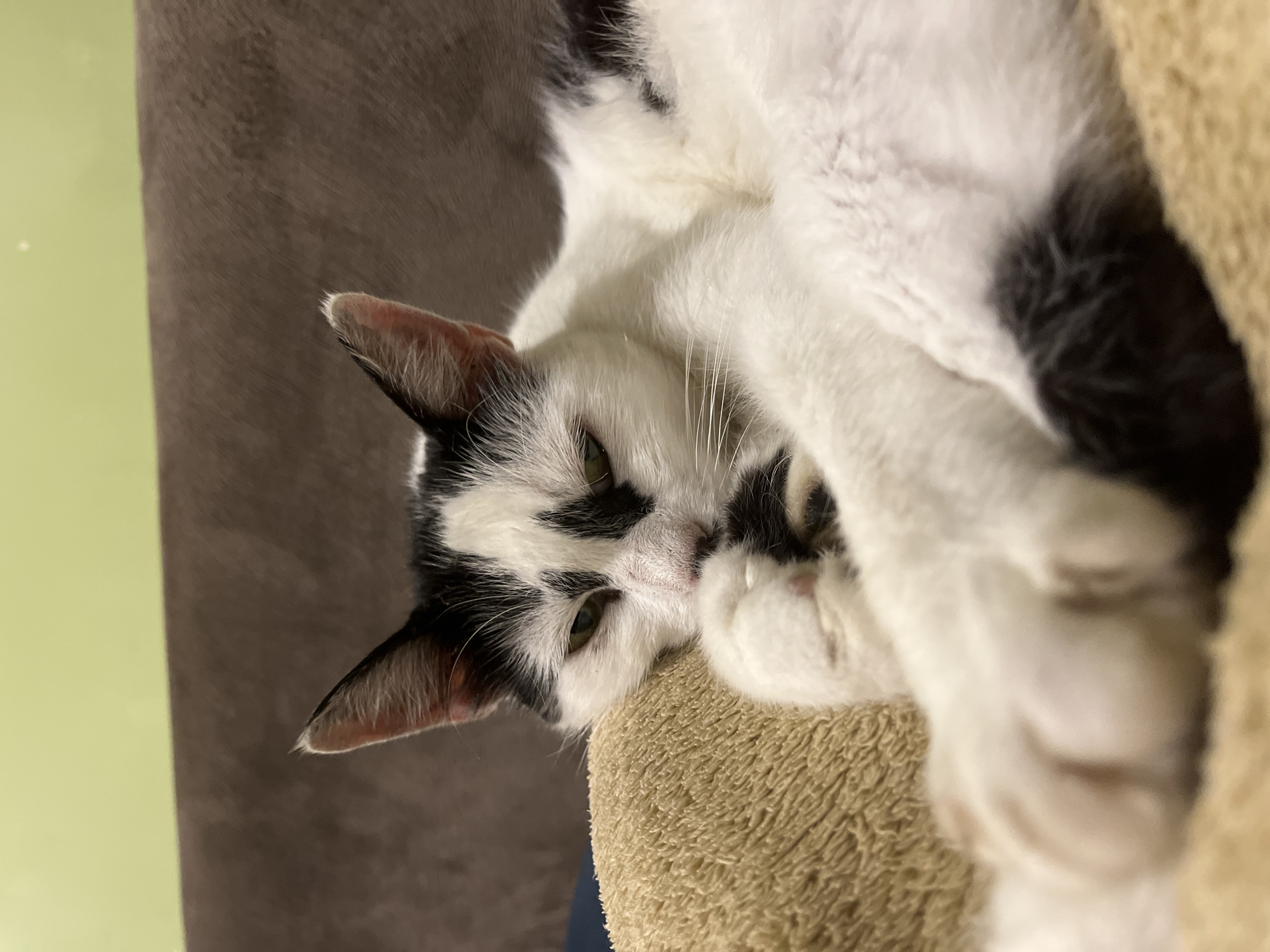A black and white cat is lying down on a light brown fuzzy surface, which appears to be a cushion or a pet bed. The cat is resting its head on its paws, with its eyes partially closed, suggesting it is sleepy or relaxed. Its fur is predominantly white with black markings on its head, ears, and tail. The background consists of a blurred brown couch and a light green wall. The scene is indoors, likely in a home setting. This image was taken in Ureki, Georgia.