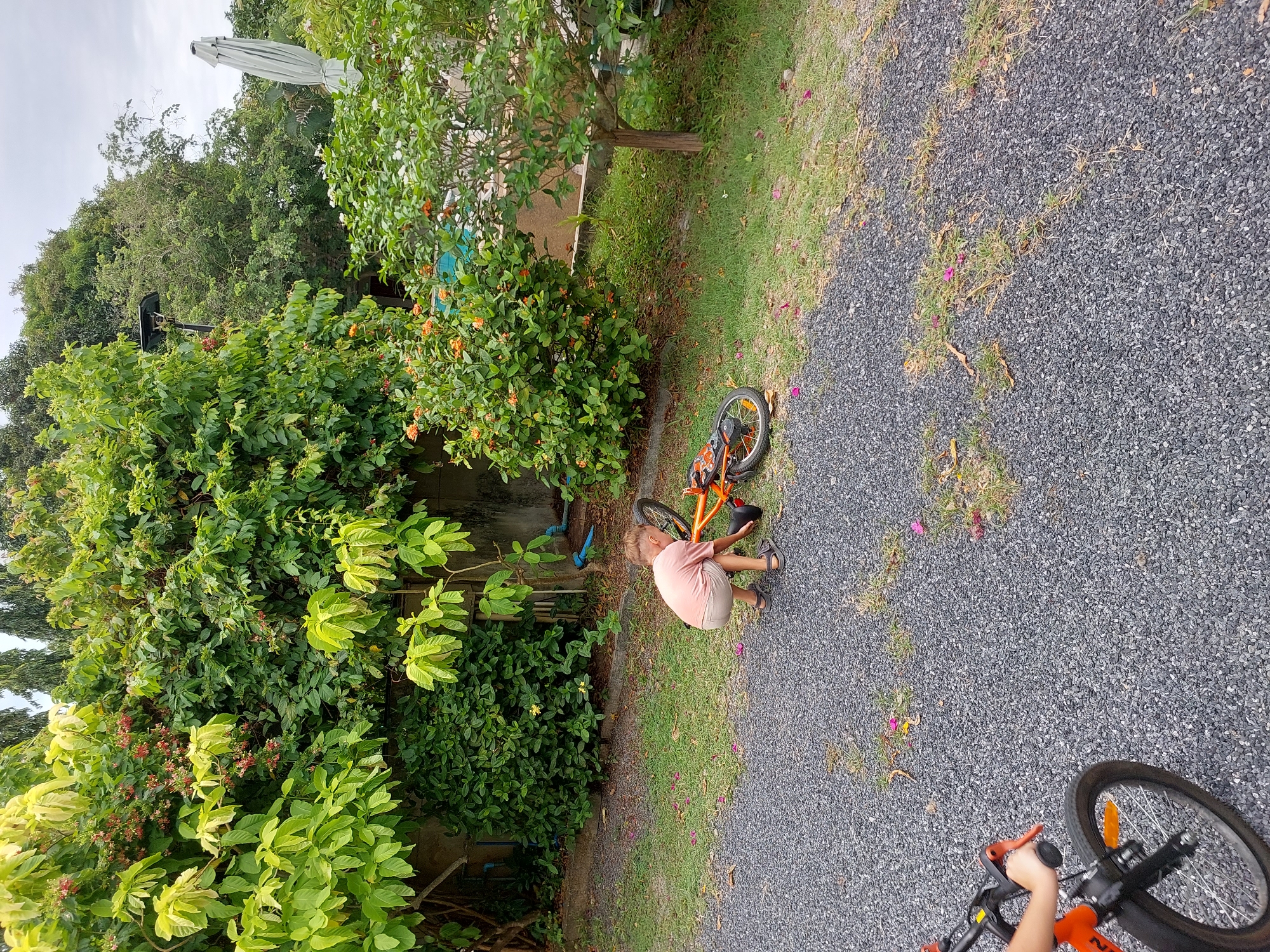 In a residential outdoor setting in Ko Samui District, Thailand, a young boy is seen crouching next to a fallen orange bicycle. The bicycle is on its side on a gravel path adjacent to a grassy area. The boy, wearing a light pink t-shirt and beige shorts with sandals, appears to be adjusting something on the bicycle, possibly the seat or pedals. Behind the boy, lush green foliage and trees dominate the background, with some flowering bushes and a wall visible. In the foreground, the left side of another orange bicycle, held by an unseen person's hand, is partially visible. The sky is overcast.