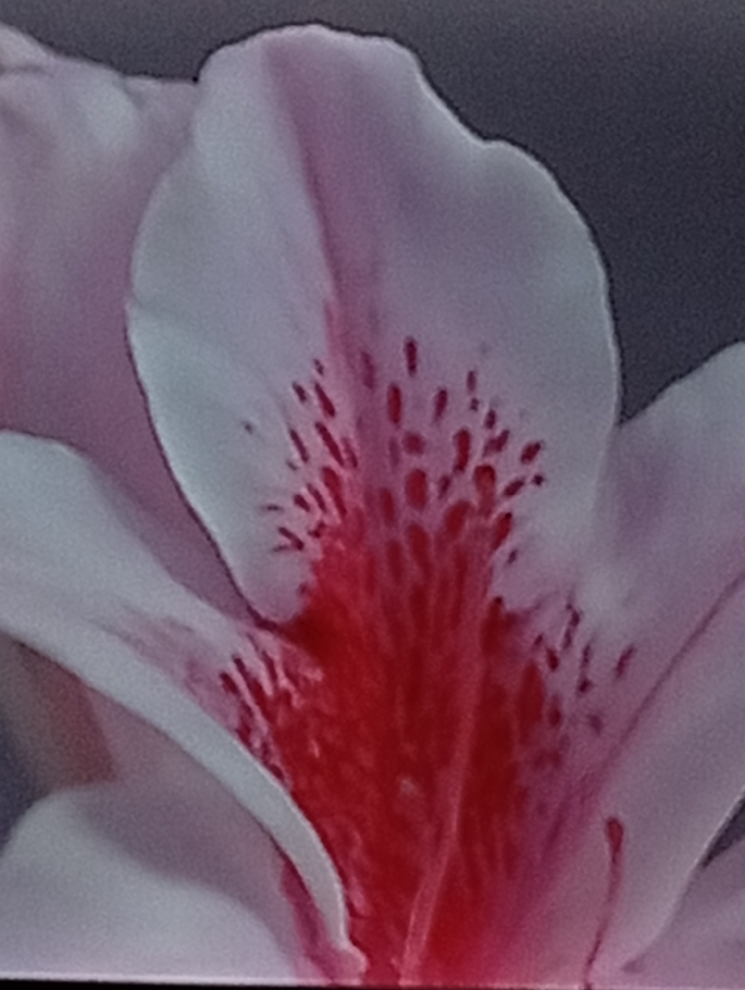 The image is a close-up, macro photograph of the center of a pink and white flower, possibly an orchid or lily, with prominent red markings on its petals. The background is a dark, out-of-focus gray. The flower's petals are soft and delicate, with a slight sheen. The red markings are speckled and irregular, creating a striking contrast with the pale pink and white of the petals. The depth of field is shallow, emphasizing the intricate details of the flower's reproductive parts. There are no people, buildings, or any discernible elements of the city of Denpasar, Indonesia visible in this image.