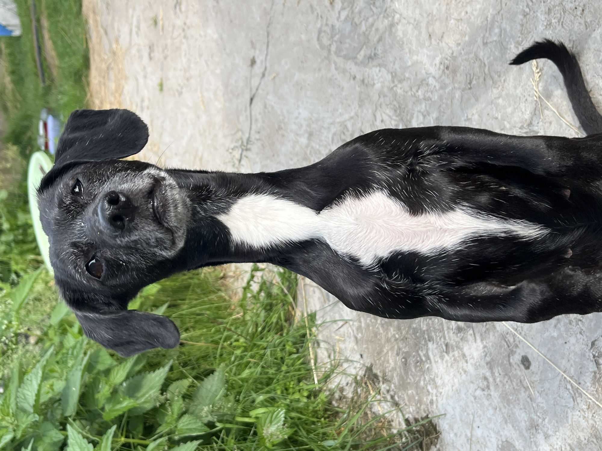 A black dog with a white chest marking sits outdoors on a concrete surface, facing the camera. The dog has long, narrow ears and appears to have some graying around its muzzle. Lush green foliage is visible in the background to the left, and the ground is made of concrete with some cracks and debris. The scene is outdoors, with the lighting suggesting daytime. The location is not specified and cannot be determined from the image alone.
