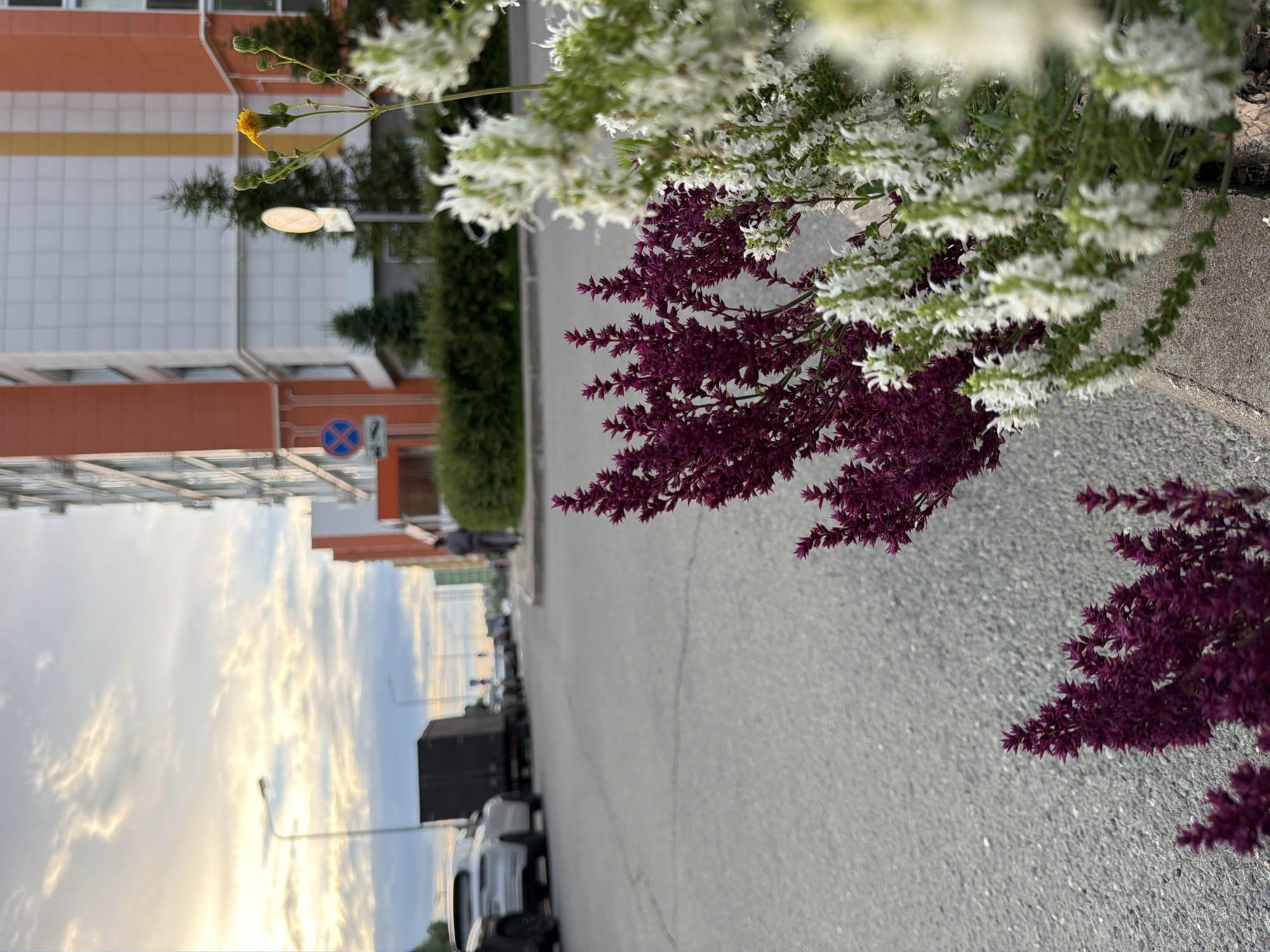 The image depicts a street scene in Kazan, Russia, with a focus on foreground flowers and a blurred background. In the foreground, several sprigs of purple flowers are prominently displayed, with white flowers to their right. Behind them, a paved road stretches into the distance, lined with parked cars, including a white SUV and a dark truck. A pedestrian can be seen walking on the sidewalk in the middle ground. The background features a modern residential building with orange and white accents, along with some trees and streetlights. The sky above is filled with clouds, illuminated by the setting sun.