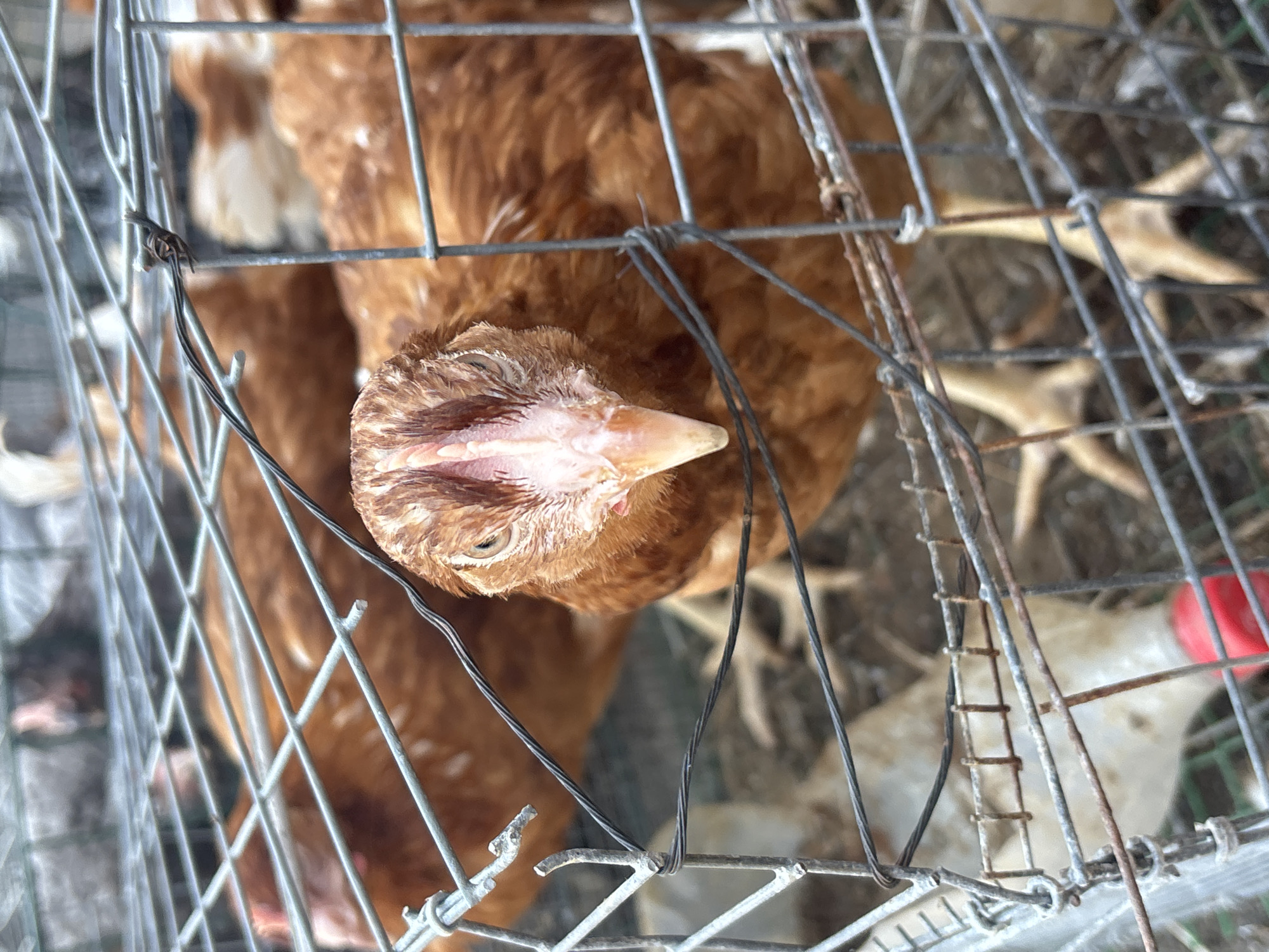 A close-up, eye-level shot shows a brown chicken in the foreground, looking directly at the camera. The chicken is behind a metal wire cage, which is slightly out of focus. The chicken's head is in focus, with its beak and pink comb clearly visible. Its feathers are a mix of brown and white. In the background, other brown chickens are visible, also inside the cage. The cage floor appears to be made of wire mesh, with some straw or bedding visible. A red object, possibly a water dispenser, is partially visible at the bottom of the frame. The lighting is natural, and the overall scene suggests an outdoor or agricultural setting. There are no people visible in the image. The location in Zvenigorod, Russia, is not discernible from the image itself.