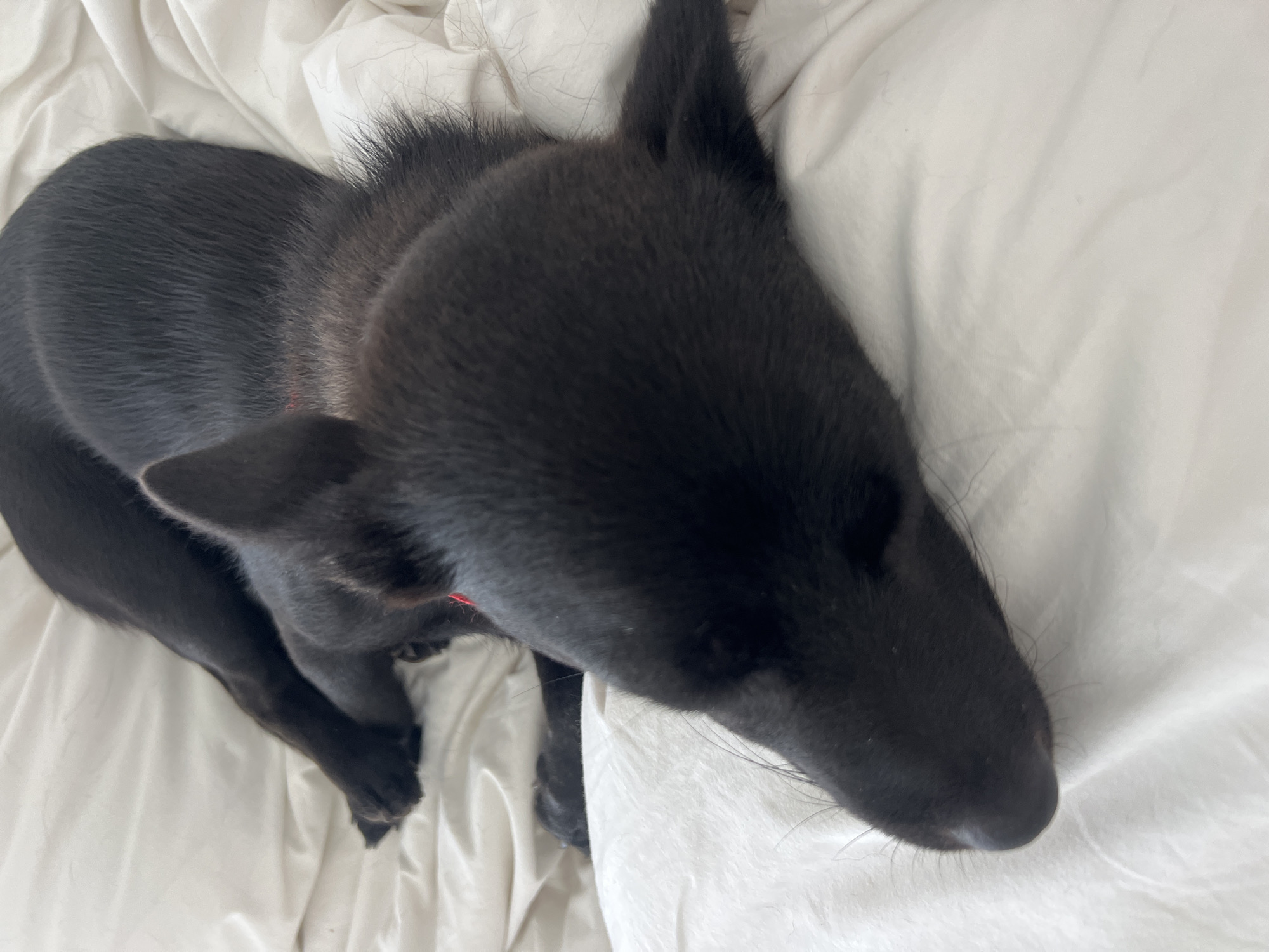 A black dog rests on a white, crumpled bedsheet. The dog is lying on its side, with its head facing right and its body curled towards the left. Its eyes are closed or barely visible. The dog has a red collar around its neck. The background is a plain white bedsheet with wrinkles and folds. The location is unknown.