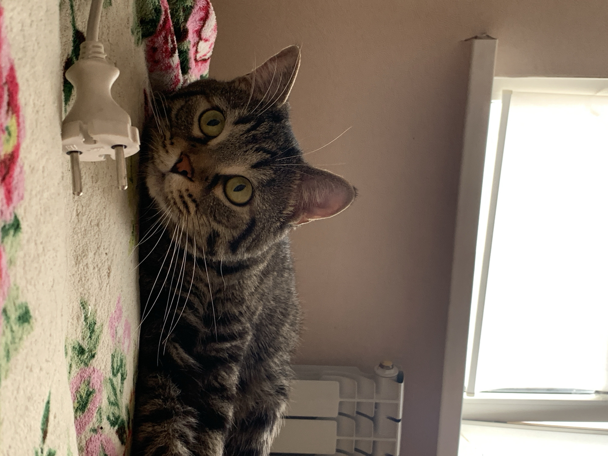 A domestic tabby cat with green eyes, brown and black stripes, and long white whiskers is partially visible in the frame, with its head tilted and directed toward the viewer. Adjacent to the cat's head is an electrical cord with a white European-style plug, positioned against a floral-patterned surface. Below the cat and against the wall is a white radiator. In the background, a partially visible window with white blinds is apparent. Given the context of the request, it is presumed that the location is in Stavropol, Russia, however the image does not contain information to definitively confirm location. No people are visible in the image. The scene depicts a domestic interior setting.