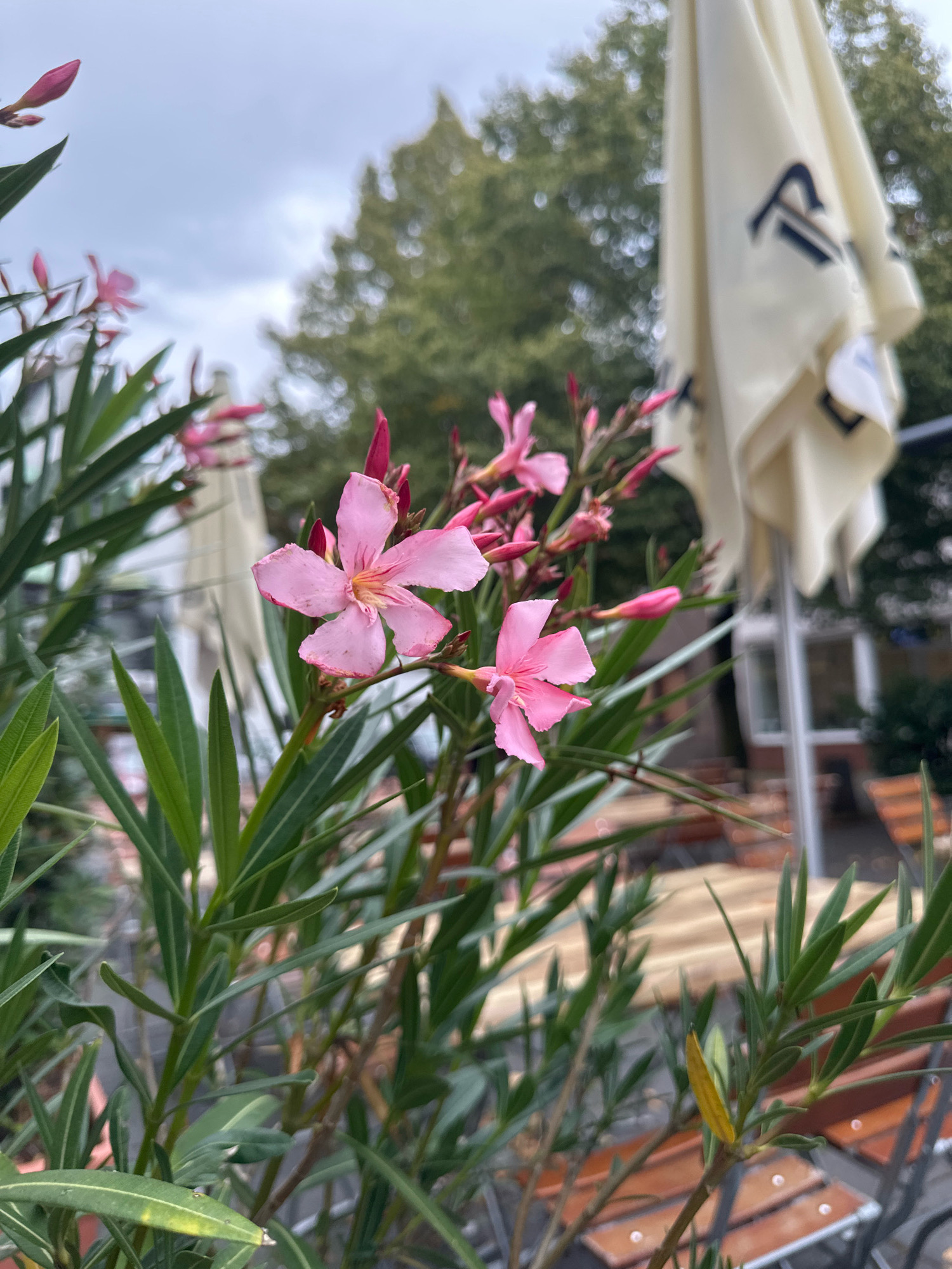 This close-up, eye-level shot captures a cluster of pink oleander flowers in the foreground, with their delicate petals and green, lance-shaped leaves prominently displayed. In the background, an out-of-focus setting suggests an outdoor seating area of a cafe or restaurant in Krefeld, Germany. Wooden tables and chairs are partially visible, and a large, cream-colored umbrella with a black logo stands erect. Trees with green foliage form a soft backdrop under a cloudy sky. The overall ambiance is one of calm outdoor leisure.