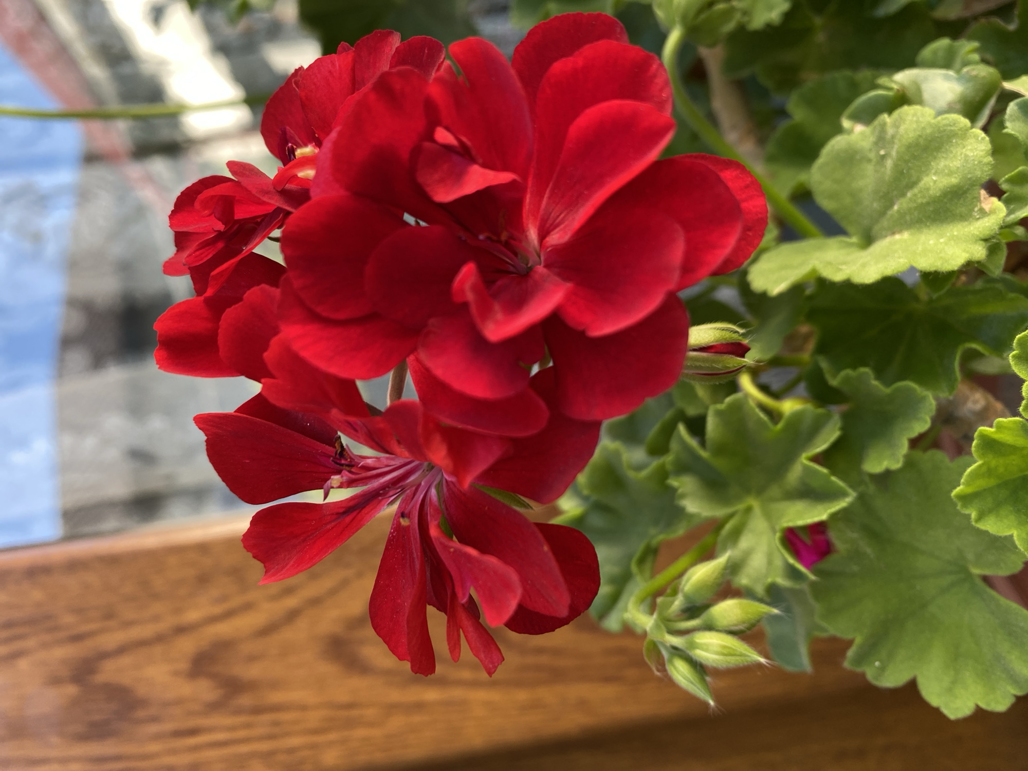 This close-up media file features a cluster of vibrant red geranium flowers in full bloom. The flowers are the primary subject, with their rich red petals unfurling in various stages of openness. Behind the flowers, lush green geranium leaves are visible, some showing the characteristic lobed shape of the plant. A few green flower buds, tightly closed, are also present, suggesting ongoing growth.
The setting appears to be outdoors or near a window, indicated by the soft, natural lighting. The background is blurred, but hints of a bright, possibly overcast sky or a reflective surface are discernible. A portion of a wooden surface, likely a windowsill or table, is in the foreground, providing a warm, earthy tone that contrasts with the bright red of the flowers. The overall mood is one of natural beauty and tranquility. There is no visible text in the media file.