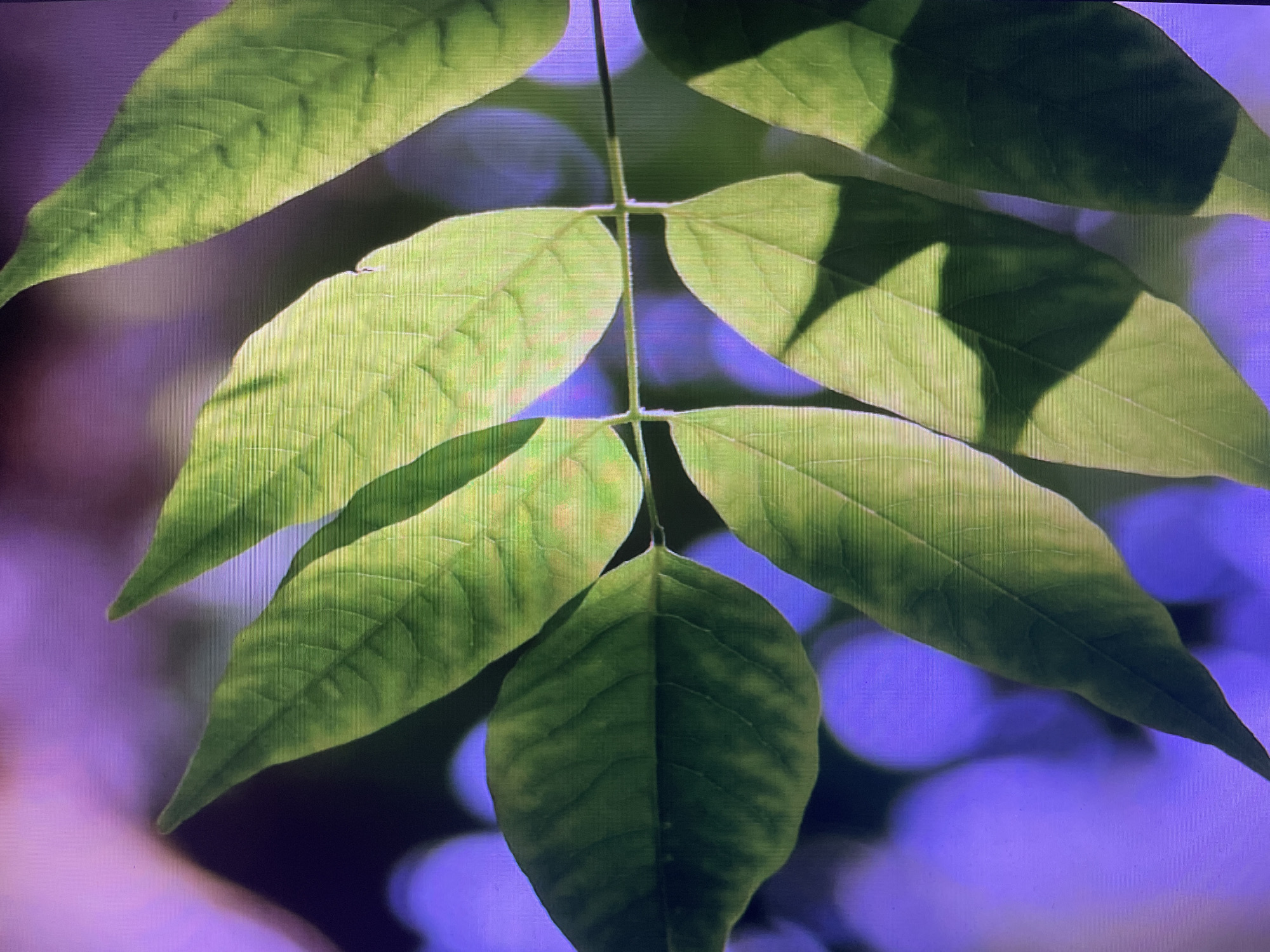 The image is a close-up of several green leaves, likely from a tree or shrub, against a blurred background of purple and white circles, suggesting bokeh. The leaves are the primary focus, showcasing their veins and the play of light and shadow across their surfaces. Some leaves have yellowing or lighter green patches. The scene is natural, with no discernible urban elements or specific landmarks of Rivne, Ukraine, visible. The image appears to be taken outdoors in daylight, with dappled sunlight filtering through the foliage. There are no people, animals, or any actions depicted in the image. The composition is focused on the texture and color of the leaves.