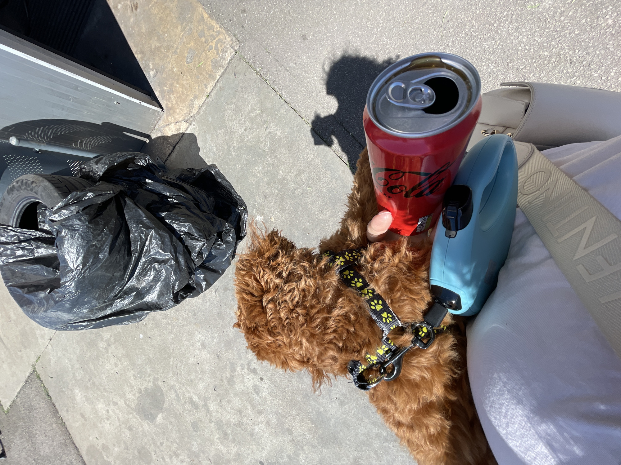 A top-down shot shows a brown, curly-haired dog on a leash, wearing a black harness with neon green paw prints. A red Coca-Cola can and a light blue retractable leash are positioned near the dog. A white purse and a person's white clothing are partially visible in the upper right. To the left, a black trash bag filled with what appears to be car tires sits on a concrete sidewalk. The scene is set outdoors in daylight, with the sidewalk and a building exterior partially visible. The location is not evident from the image.