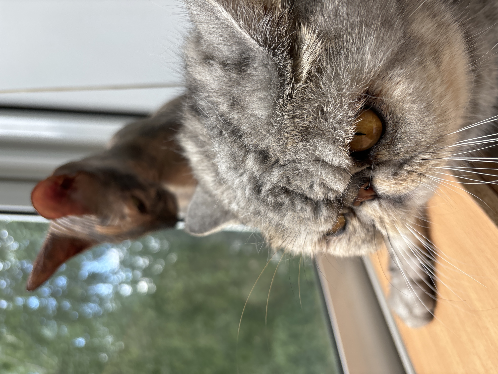 The image shows a close-up of two cats sitting on a windowsill. The cat in the foreground is a grey Persian with amber eyes, looking out a window with lush green trees visible outside. A second cat, with a lighter coat and prominent ears, is blurred in the background, also looking out the window. The scene suggests a peaceful domestic setting. The image was captured in Chaikovsky, Russia.