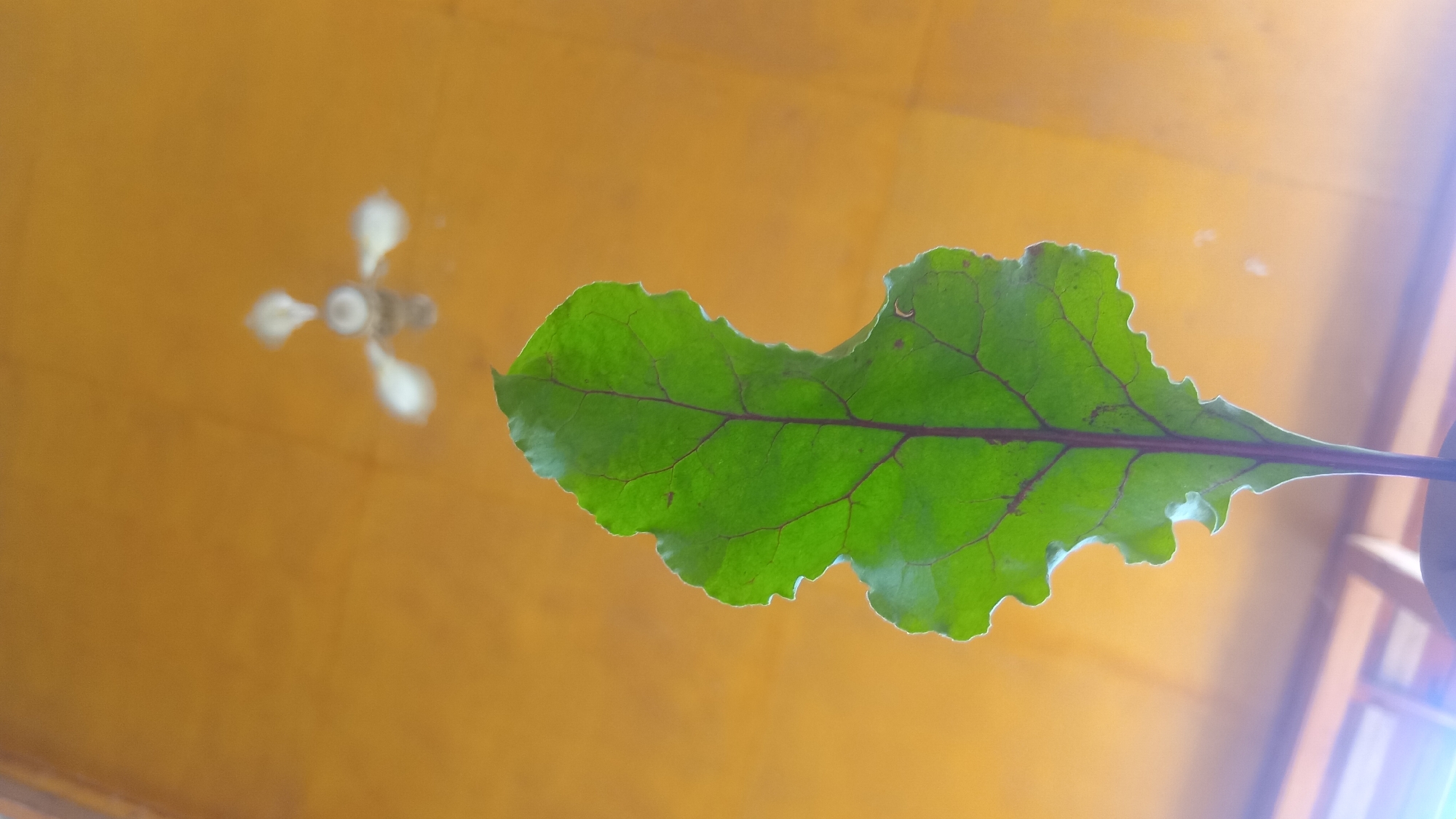 A single green beet leaf with a prominent purple central vein is held up against a blurred background of a yellowish-orange surface, possibly a ceiling, with a faint, out-of-focus image of a ceiling fan in the upper center. The leaf has a wavy, serrated edge and visible smaller veins branching out. The lighting suggests an indoor environment. The image is a vertical, close-up shot.