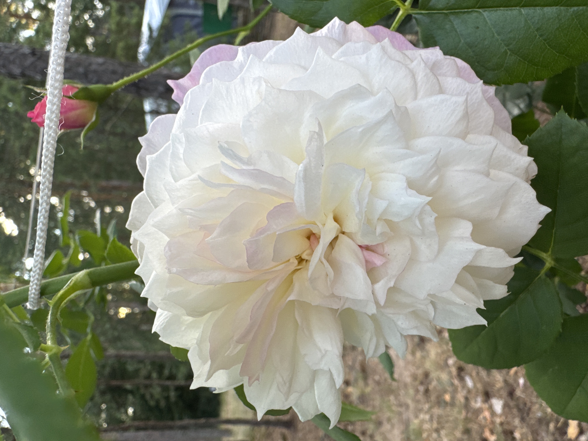 A close-up, eye-level shot captures a lush, white peony-like rose in bloom, its petals tightly furled and tinged with delicate pink at the edges. The flower dominates the foreground, set against a softly blurred background of green leaves, dry earth, and trees. A hint of a pink rosebud can be seen in the upper right corner, just above a white rope strung between two vertical supports. The scene appears to be an outdoor garden, potentially in Zelenaya Roshcha, Russia, indicated by the presence of coniferous trees and a rustic structure in the distance. The lighting is natural and diffused, suggesting it is daytime.