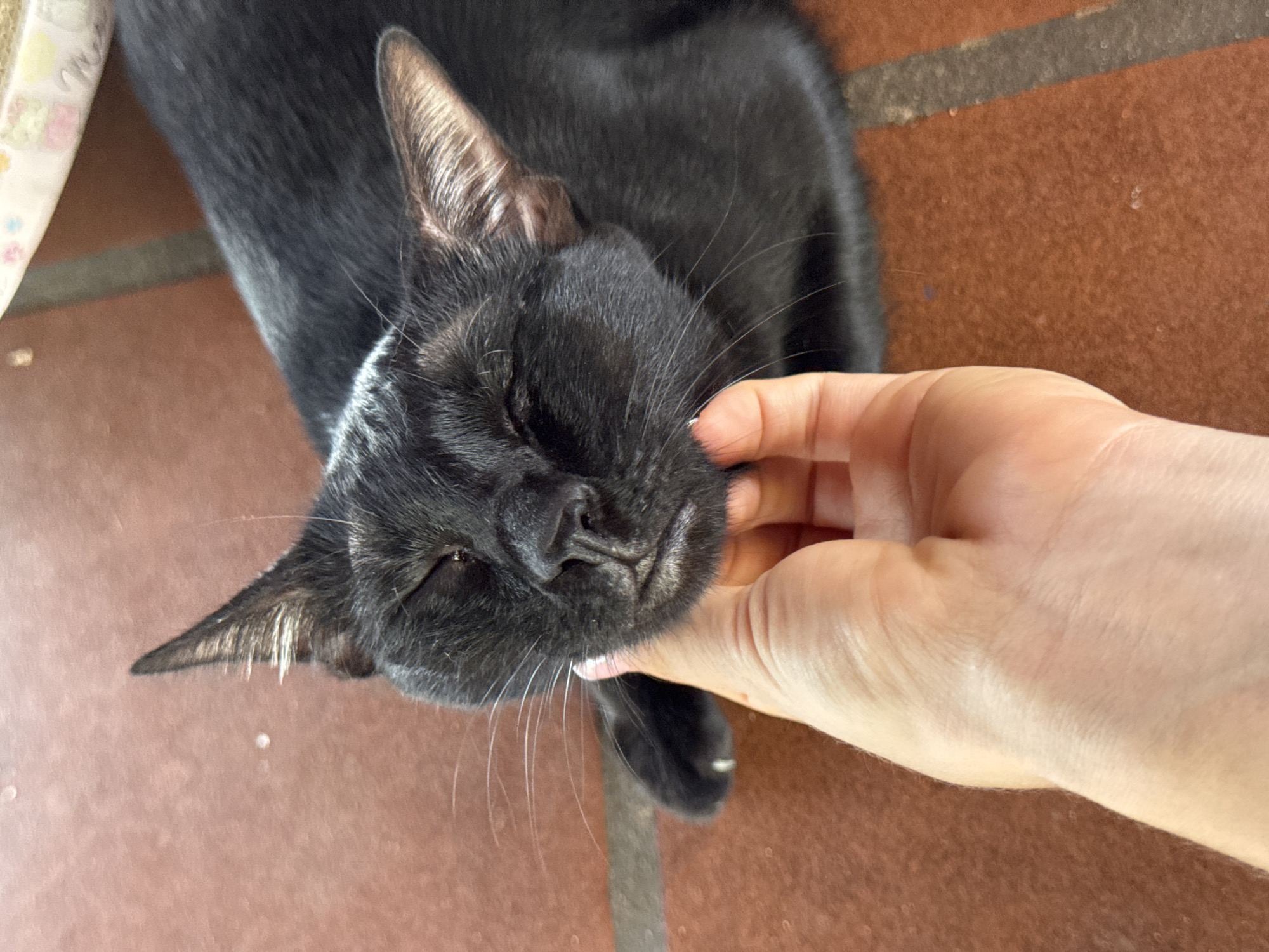 A person's hand is gently caressing the chin and cheek of a black cat. The cat appears to be relaxed, with its eyes partially closed. They are on a terracotta tiled surface. The photo may have been taken in Mũi Né, Vietnam, but there is no specific detail within the image to confirm the location.