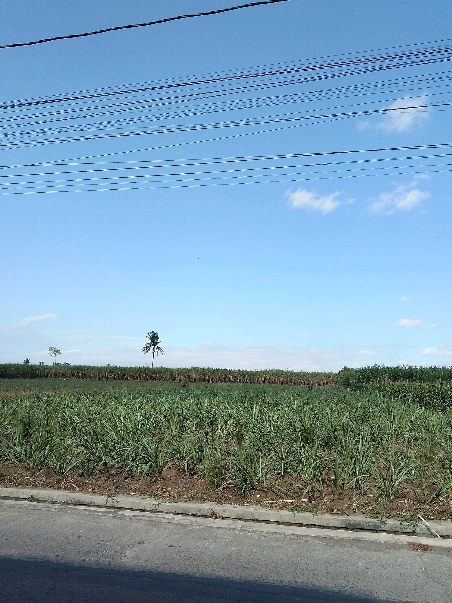 In Banjarejo, Indonesia, a vast sugarcane field stretches towards the horizon under a clear blue sky dotted with wispy white clouds. Power lines crisscross the upper portion of the frame, a stark contrast to the natural landscape. A lone palm tree stands tall in the middle distance, its silhouette a familiar icon of tropical scenery. The foreground features a paved road and a concrete drainage ditch, suggesting the field is located near a populated area or thoroughfare. The sugarcane plants are lush and green, indicating a healthy crop ready for harvest. The overall scene evokes a sense of rural tranquility and the abundance of agricultural life in the region.