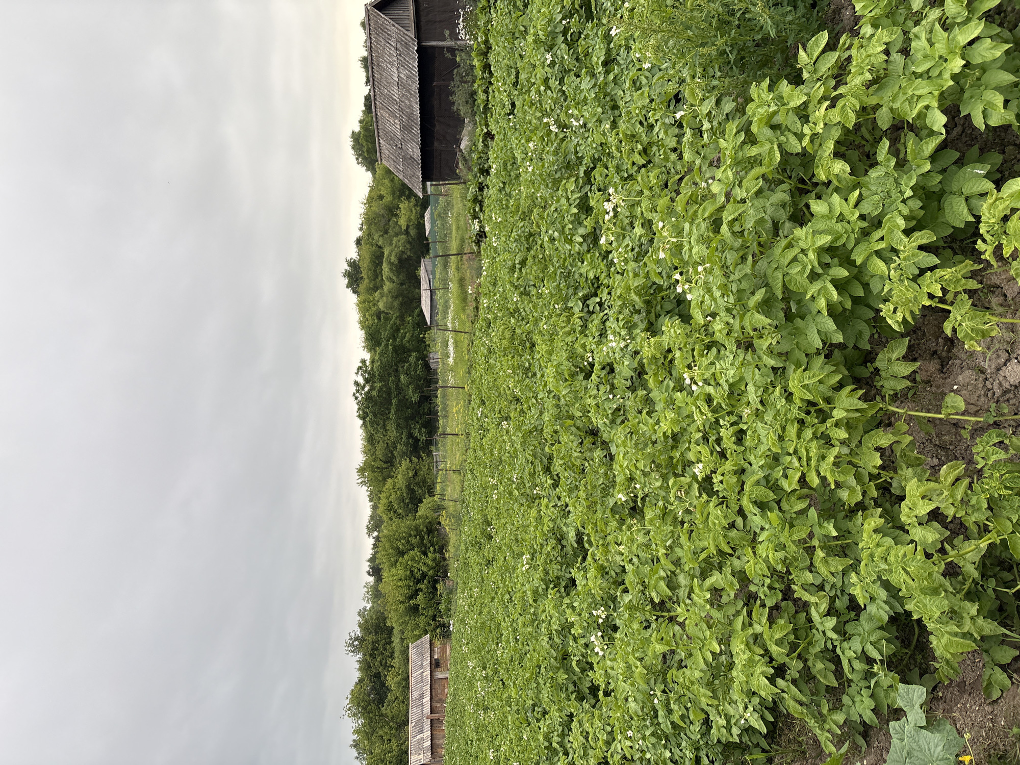 The image depicts a rural scene in Siniy Gay, Russia, featuring a vast field of potato plants in bloom, characterized by their vibrant green foliage and small white flowers. Two rustic wooden structures, possibly sheds or small outbuildings, are visible in the background amidst a dense line of trees. The sky above is overcast with a pale, gray cloud cover, suggesting a subdued, natural light. The overall impression is one of agricultural activity in a natural, undeveloped setting.
