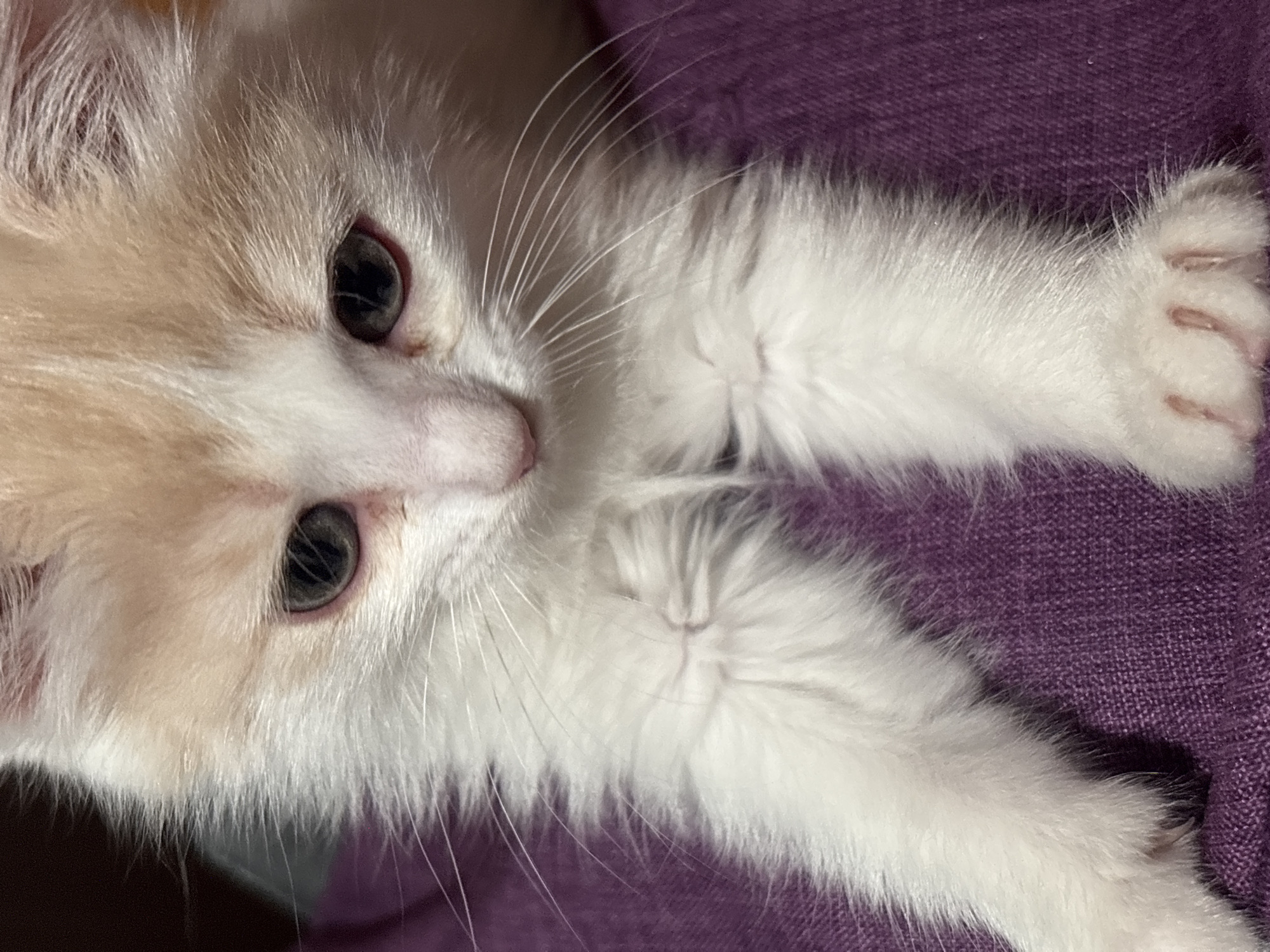 A close-up shot depicts a white and peach-colored kitten lying on a purple, textured surface. The kitten is facing the camera, with its eyes open. Its paws are visible on the right side of the frame. The location is not specified.