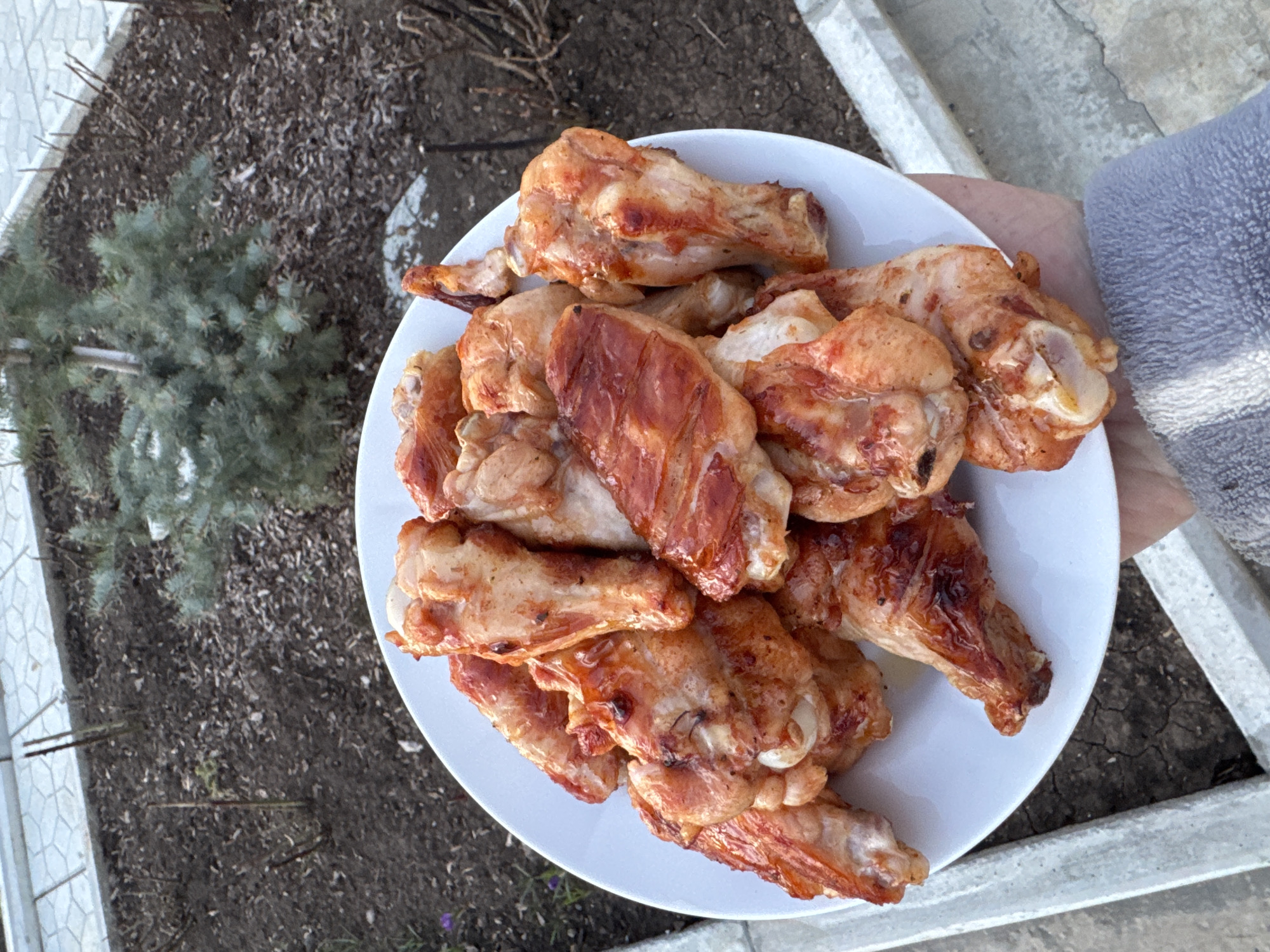 A person's hand holds a white plate laden with numerous cooked chicken pieces, primarily appearing to be wings and drumettes, in an outdoor setting in Chaikovsky, Russia. The chicken has a golden-brown, somewhat crispy appearance, suggesting it has been roasted or grilled. The plate is positioned over what looks like a garden or backyard area.
The ground beneath the plate is covered with dark brown soil and dried organic matter, possibly mulch or fallen leaves. A small, green coniferous plant is visible in the lower-left background. To the right, parts of a grey concrete or stone border structure are present, along with a partially visible grey patterned towel or cloth clutched by the hand holding the plate. The scene is illuminated by natural daylight, indicating it is daytime. There is no visible text in the image. The overall impression is of an outdoor meal or snack being enjoyed or prepared.