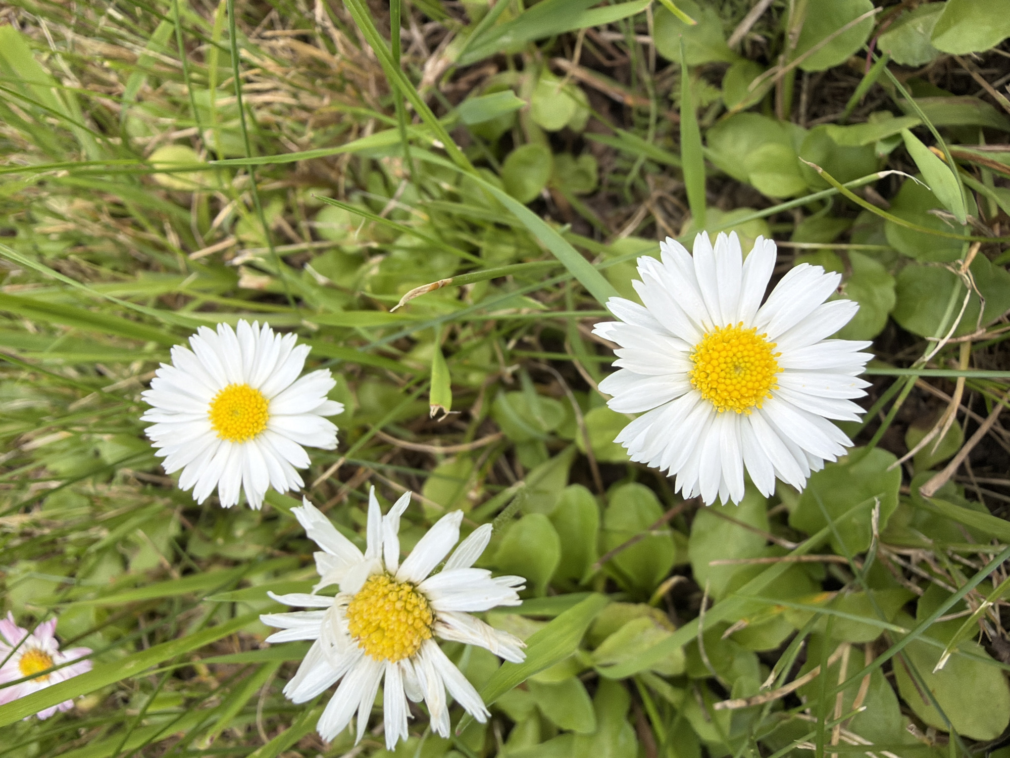 The image displays a close-up view of three daisies in a grassy field. The daisies have white petals surrounding a yellow center. The surrounding environment is lush green grass with some dry blades and brown soil visible. In the upper left corner, a portion of a pink daisy is visible. The scene is illuminated by natural daylight, casting soft shadows. The location is identified as Cekule, Latvia.