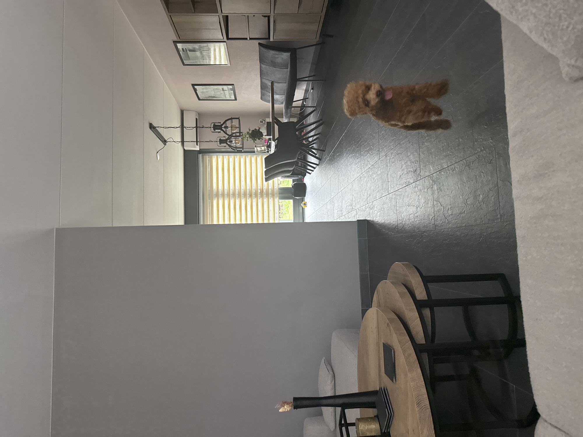 The image shows a living and dining area in Marum, Netherlands. In the foreground on the left, a portion of a light-colored couch and a set of nested wooden coffee tables are visible. On the larger coffee table, there is a black vase with a gold decorative item and a gold candle. To the right, a small, fluffy brown poodle is captured mid-air, appearing to jump. In the background, a dining table with chairs and a bench is set up, illuminated by industrial-style pendant lights hanging from the ceiling. The walls are painted a pale pink, and a wooden cabinet is positioned against one wall. A window with horizontal blinds is also visible, allowing natural light to enter the room. The floor is tiled in a dark color.