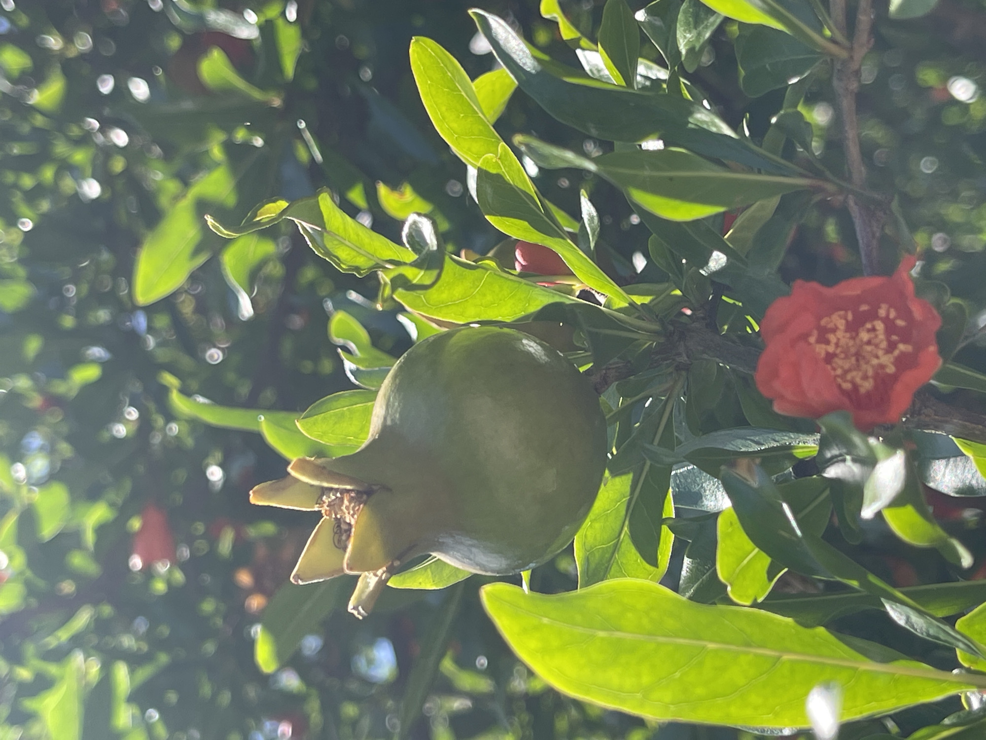 This close-up photograph captures a vibrant scene from a pomegranate tree in Đenovići, Montenegro, under bright natural light. The primary subjects are a young, green pomegranate fruit and a blooming red-orange pomegranate flower, both set against a backdrop of lush green foliage.
The unripe pomegranate fruit, still green and plump, is positioned towards the center-left of the frame. Its characteristic calyx, the remnants of the flower, is clearly visible at its base. Sunlight softly illuminates its surface, highlighting its smooth texture.
To the right, a striking red-orange pomegranate flower is fully open, showcasing its numerous golden-yellow stamens in the center. The petals appear slightly crinkled, adding to its natural beauty.
The tree's leaves are a dominant feature, displaying various shades of green. Many leaves are brightly lit, with sunlight catching their edges and surfaces, creating strong highlights and backlighting some, which reveals their intricate venation. The background is softly blurred with a bokeh effect, showing diffused circles of light and indistinct forms of other leaves or perhaps more fruits in the distance. This shallow depth of field effectively draws attention to the fruit and flower in the foreground.
The bright, clear illumination suggests it is daytime, likely a sunny morning or late afternoon, given the direct light filtering through the leaves. The image conveys a sense of natural growth and the beauty of the plant's life cycle. No text is visible in the image.