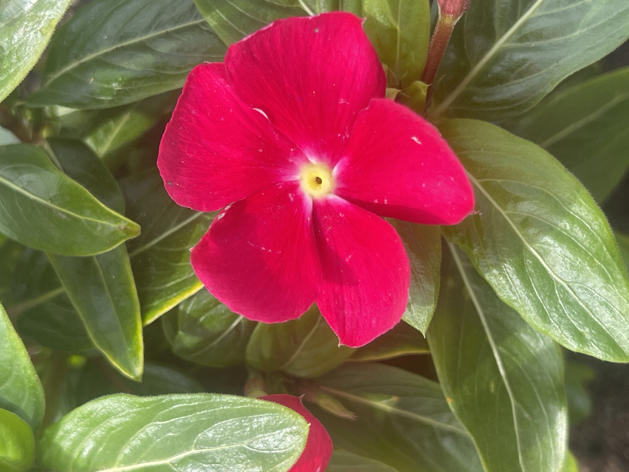 This is a close-up, eye-level, full-frame, natural light photograph of a vibrant, fuchsia-pink flower with a bright yellow center, surrounded by lush green leaves. The flower has five petals, each with a slightly wavy edge, and a delicate white stamen visible in the center. The leaves are broad and glossy, with prominent light-colored veins. The background is a soft blur of more green foliage. The image is sharp and detailed, capturing the texture of the petals and leaves. The location of this image in the city of Bukhovoye, Russia is not determinable from the visual information provided. There are no people, actions, or interactions depicted in this image. The scene is purely botanical.