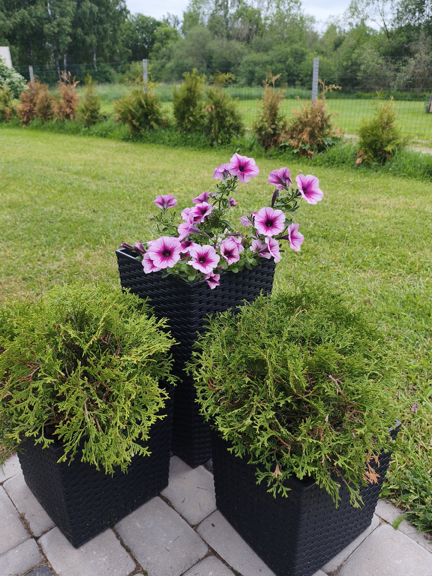 This is a ground-level, eye-level, full outdoor shot taken in Brodi, Latvia. The scene depicts a garden or yard with lush green grass and a line of conifer trees in the background. In the foreground, there are three black, square-shaped planters arranged on a gray paver pathway. The central planter contains a vibrant arrangement of pink petunias with dark pink centers. To the left and right of the central planter are two identical planters filled with dense, green evergreen shrubs. The overall atmosphere is one of natural beauty and landscaping.