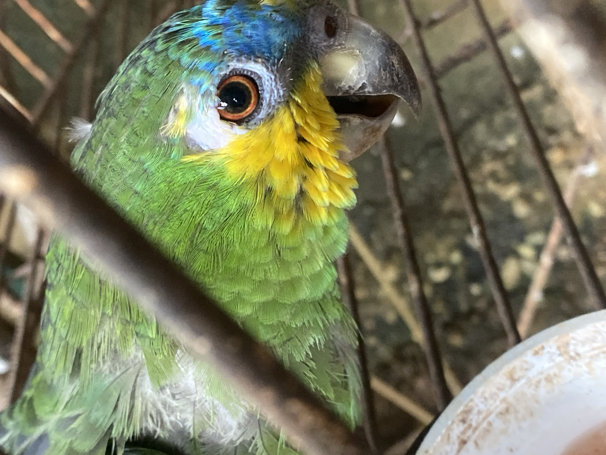 A close-up, eye-level photograph captures a vibrant parrot, likely an Amazon species, inside a cage. The parrot's head and upper body dominate the frame, showcasing its colorful plumage. Its body is predominantly bright green, while its crown features brilliant blue feathers. Vivid yellow feathers adorn its cheeks and forehead, extending just below its large, round eye. The eye itself has a dark brown pupil surrounded by a prominent orange iris. Sparse white feathers are visible around the eye and intermingled with the green body feathers, giving a slightly ruffled or disheveled appearance. The parrot's strong, dark grey/black beak is slightly ajar, revealing a glimpse of its inner mouth.
The parrot is contained within a cage, indicated by blurred metal bars crossing the foreground and background. Beyond the cage, an out-of-focus outdoor environment with green foliage suggests natural daytime lighting. In the lower right corner, a section of a white dish, possibly ceramic or plastic, with some brown staining, is partially visible, likely a food or water bowl. The parrot appears to be looking directly at the viewer with an attentive, curious expression. The image context places the location in Tinaquillo, Venezuela. No discernible text is present.