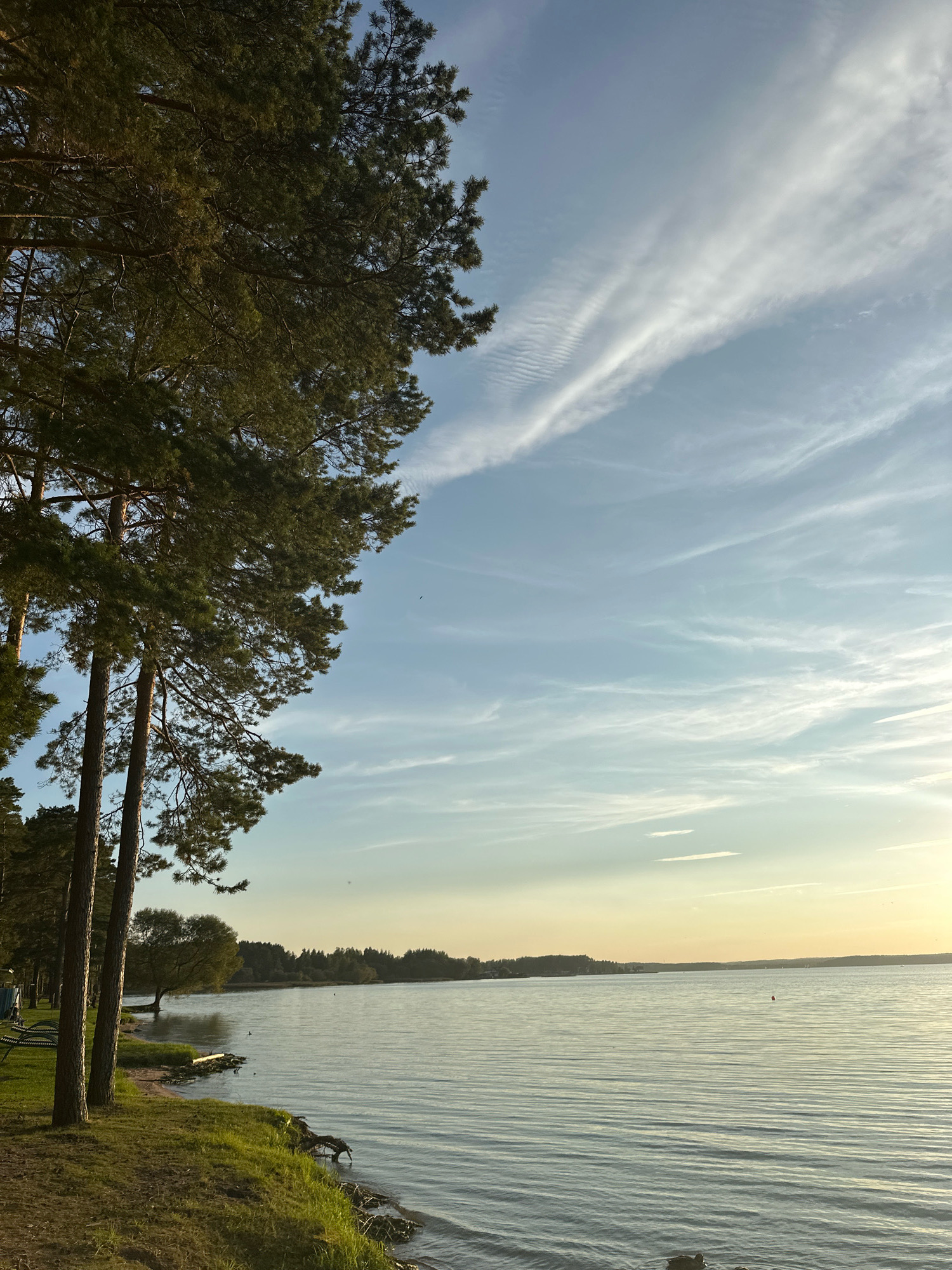 This is a landscape photograph taken at sunset in the Ждановіцкі сельскі Савет, Belarus. The scene features a body of water, likely a lake or a large river, with gentle ripples on its surface reflecting the soft light of the setting sun. On the left side of the frame, a grassy embankment leads down to the water's edge, lined with tall pine trees whose branches stretch towards the sky. The sky is a gradient of pale blue and soft yellow, with delicate, wispy clouds streaking across it, illuminated by the sun which is positioned low on the horizon. In the distance, a tree-lined shoreline is visible, dotted with what appear to be boats or buoys on the water. A small, dark bird is visible in flight over the water. The overall atmosphere is tranquil and serene.