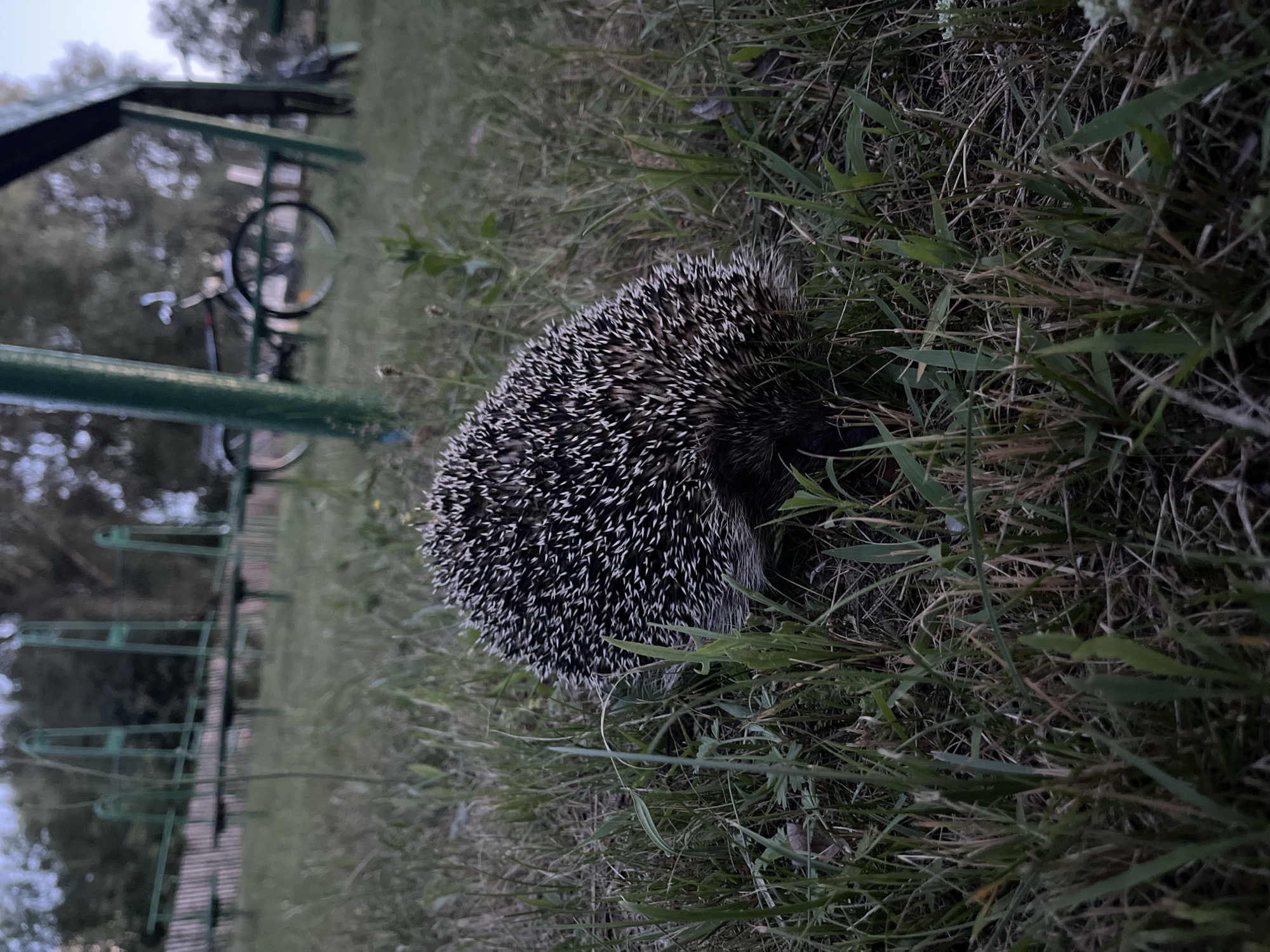 A hedgehog is on the ground in the grass. The hedgehog is in the foreground of the image, and it is facing downwards and to the right. The hedgehog is dark brown and black with white quills. The grass is green and brown and is very tall. In the background of the image, there is a bicycle and a swing set. The swing set is green and the bicycle is black. The image is taken at an eye-level perspective. The lighting is dim, and it appears to be dusk.