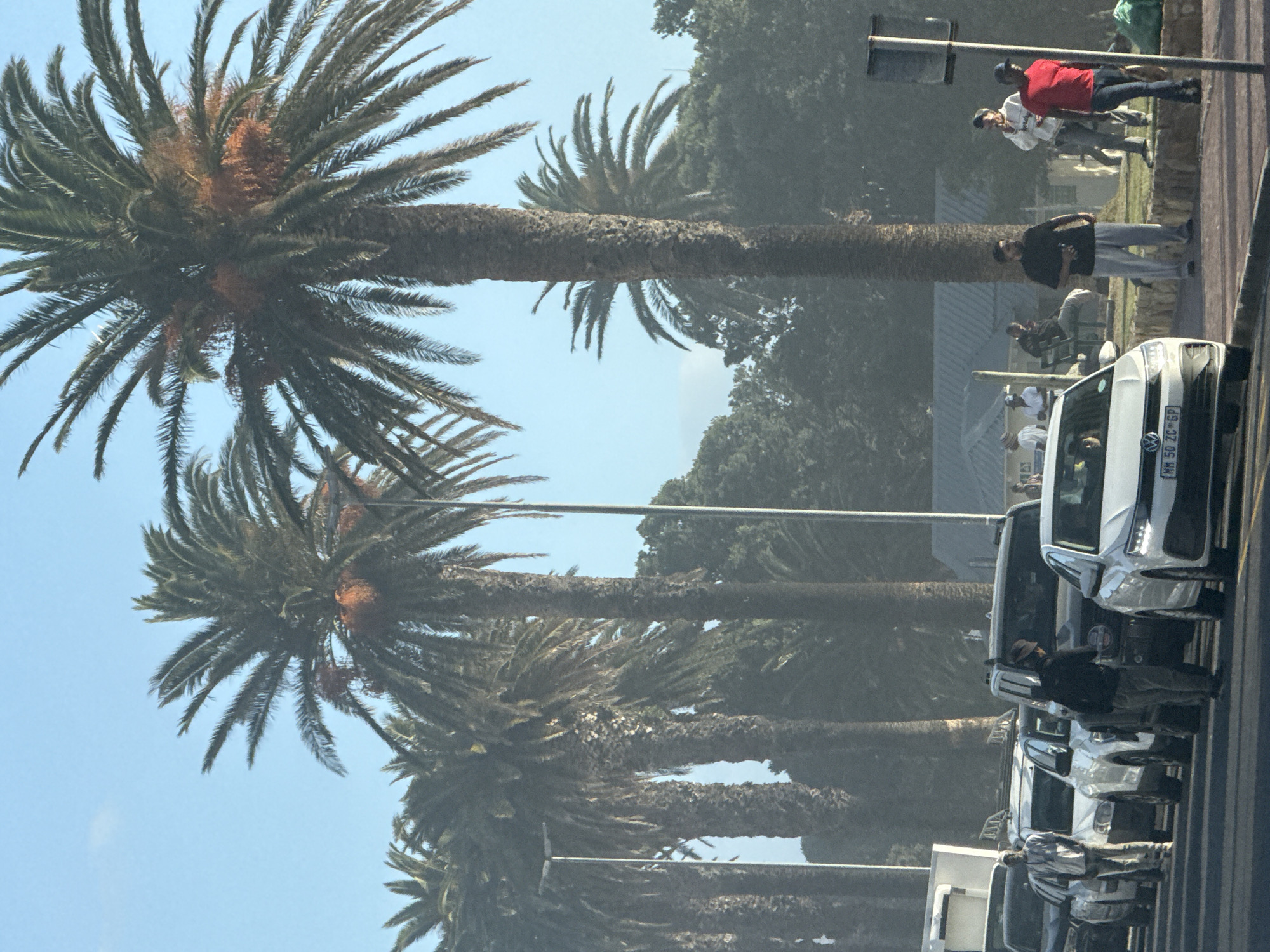 The image captures a street scene in Cape Town, South Africa. Several tall palm trees line the left side of the street, with their trunks stretching upwards towards a light blue sky. On the right side of the street, there are several white Volkswagen vans parked in a row. People are seen standing and walking near the vehicles and along the sidewalk. The scene appears to be somewhat hazy or foggy.