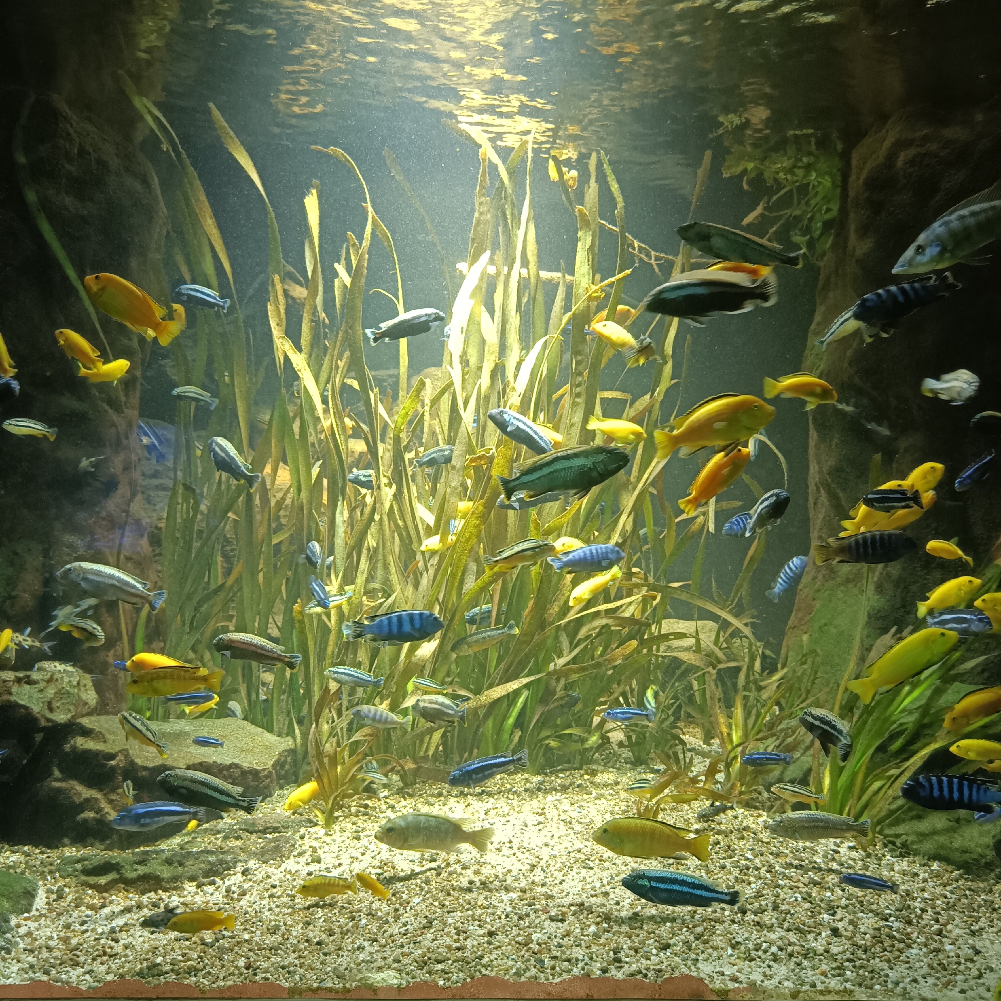 The image depicts a vibrant aquarium filled with a variety of cichlid fish swimming amongst lush aquatic plants and rocky substrates. The lighting creates a dappled effect, illuminating the fish and plants. Several yellow, blue, and black-striped cichlids are visible, some actively swimming, others appearing to rest. The aquarium is part of the Frankfurt Zoo.