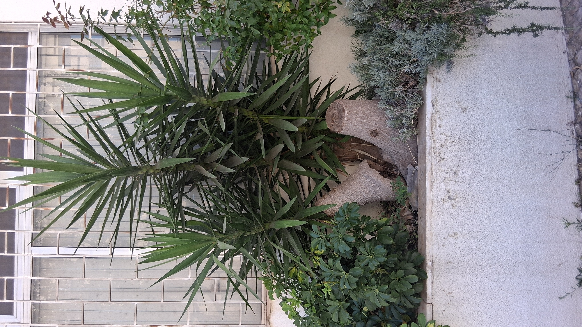 This image depicts a Yucca plant with its characteristic spiky leaves and thick, woody trunks, some of which appear to have been cut. The plant is situated in a white planter box, which contains other green foliage and a patch of grayish-green, low-lying plants, possibly lavender. Behind the planter box, a building facade is visible, featuring a large window with a grid-like security grate. The window is partially obscured by the Yucca plant and other greenery. The overall impression is that of an outdoor urban setting, likely a courtyard or a street-facing planter. There are no people visible in the image. The style of the window and the building suggests it could be a Mediterranean or European architectural style, consistent with Setúbal, Portugal.