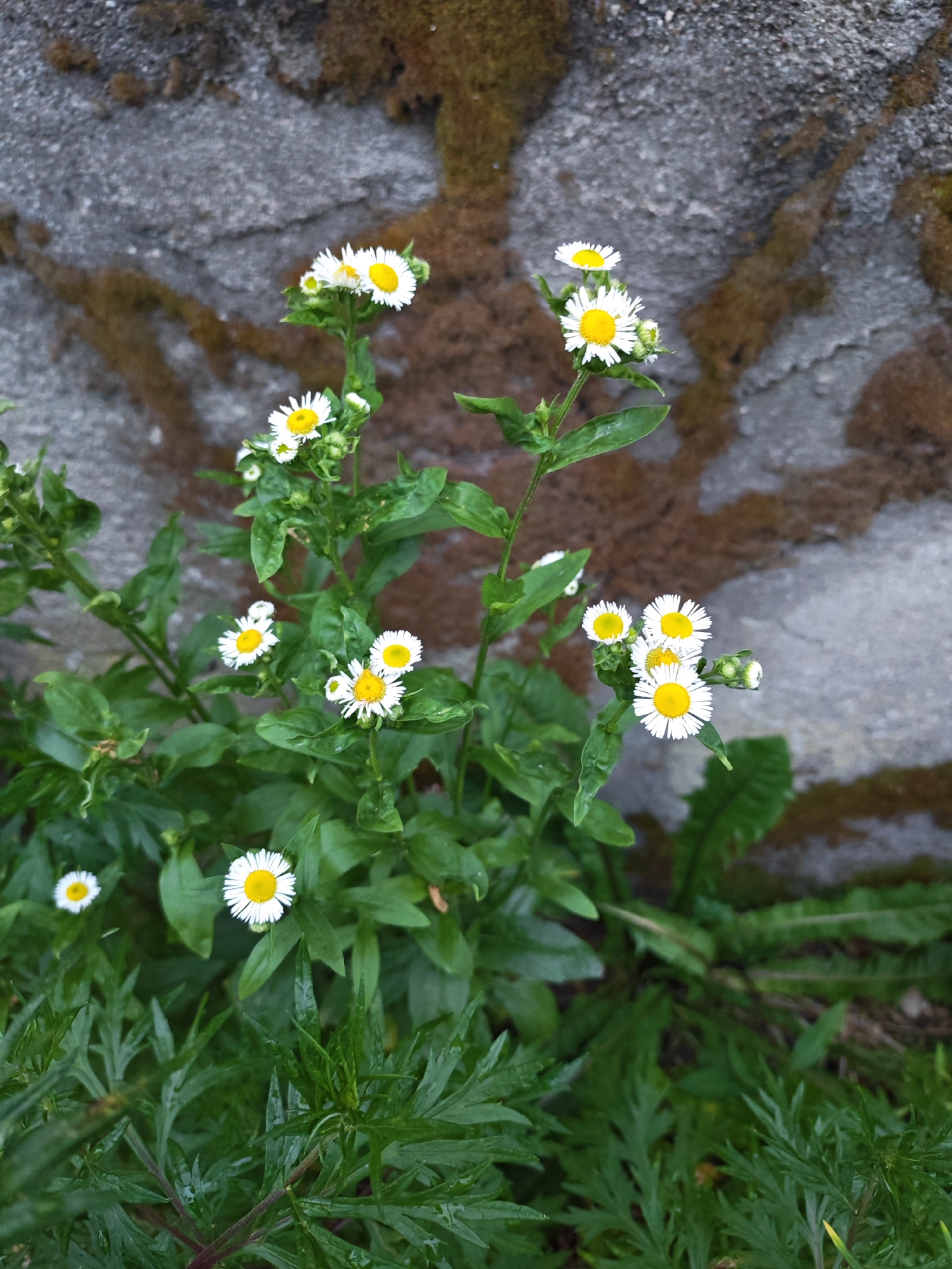 The image displays a cluster of daisy-like flowers with white petals and yellow centers, growing in front of a rough, grey stone wall with patches of moss and darker, possibly water-stained, streaks. The flowers are in various stages of bloom, with some fully open and others as buds. They are surrounded by vibrant green foliage, some of which appears wet, suggesting recent rain or dew. The background stone wall provides a textured, natural backdrop to the delicate flowers. The lighting appears soft, indicating it could be overcast or the image was taken during the softer light of morning or late afternoon. There is no visible text in the image.