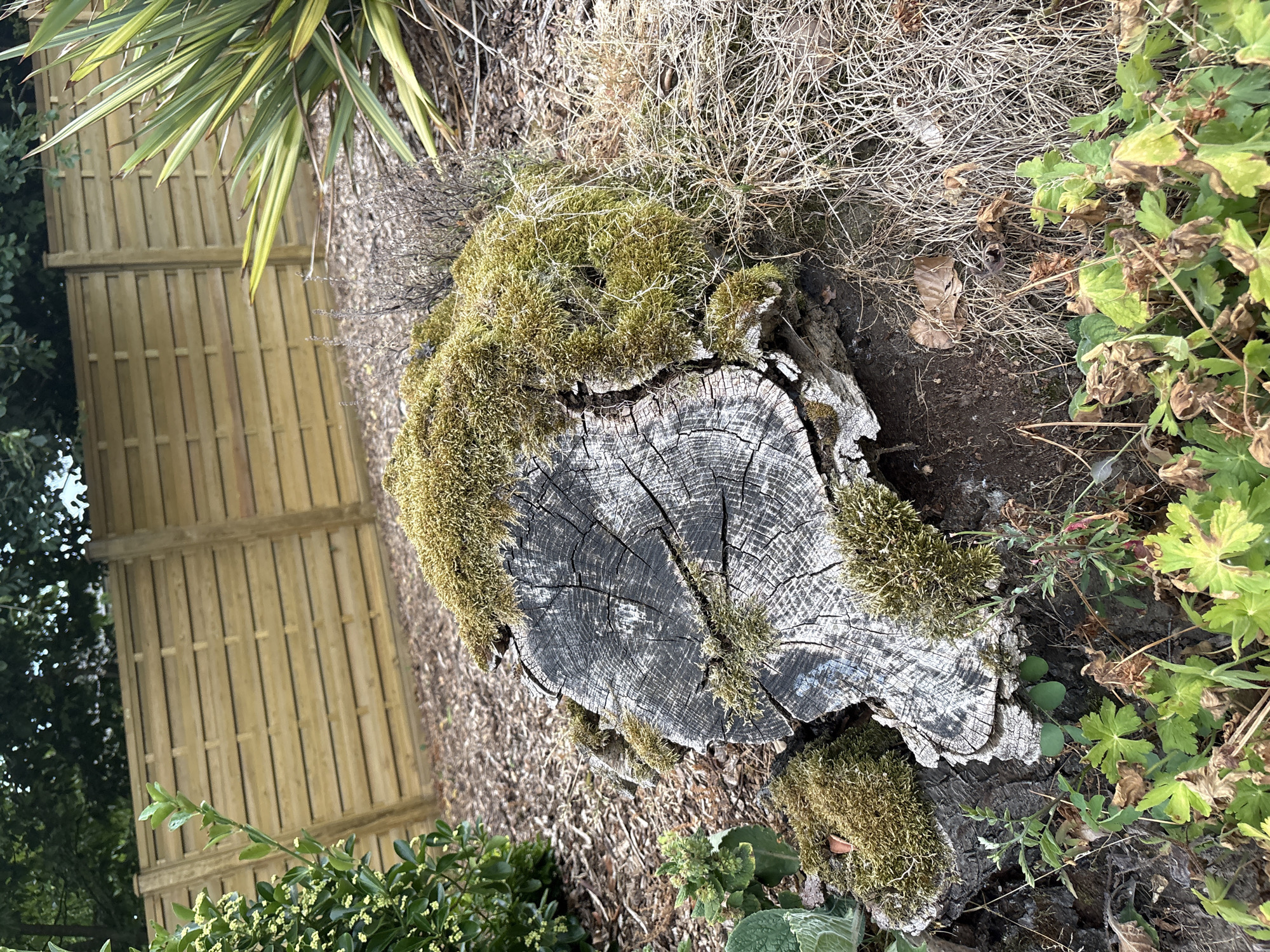 The image shows a moss-covered tree stump in a garden. The stump is rough and weathered, with visible growth rings. It is surrounded by dry grasses and some green plants. In the background, there is a wooden fence and some leafy foliage. The scene is set in a garden located in Chelmsford, United Kingdom. There are no people or animals visible in the image.